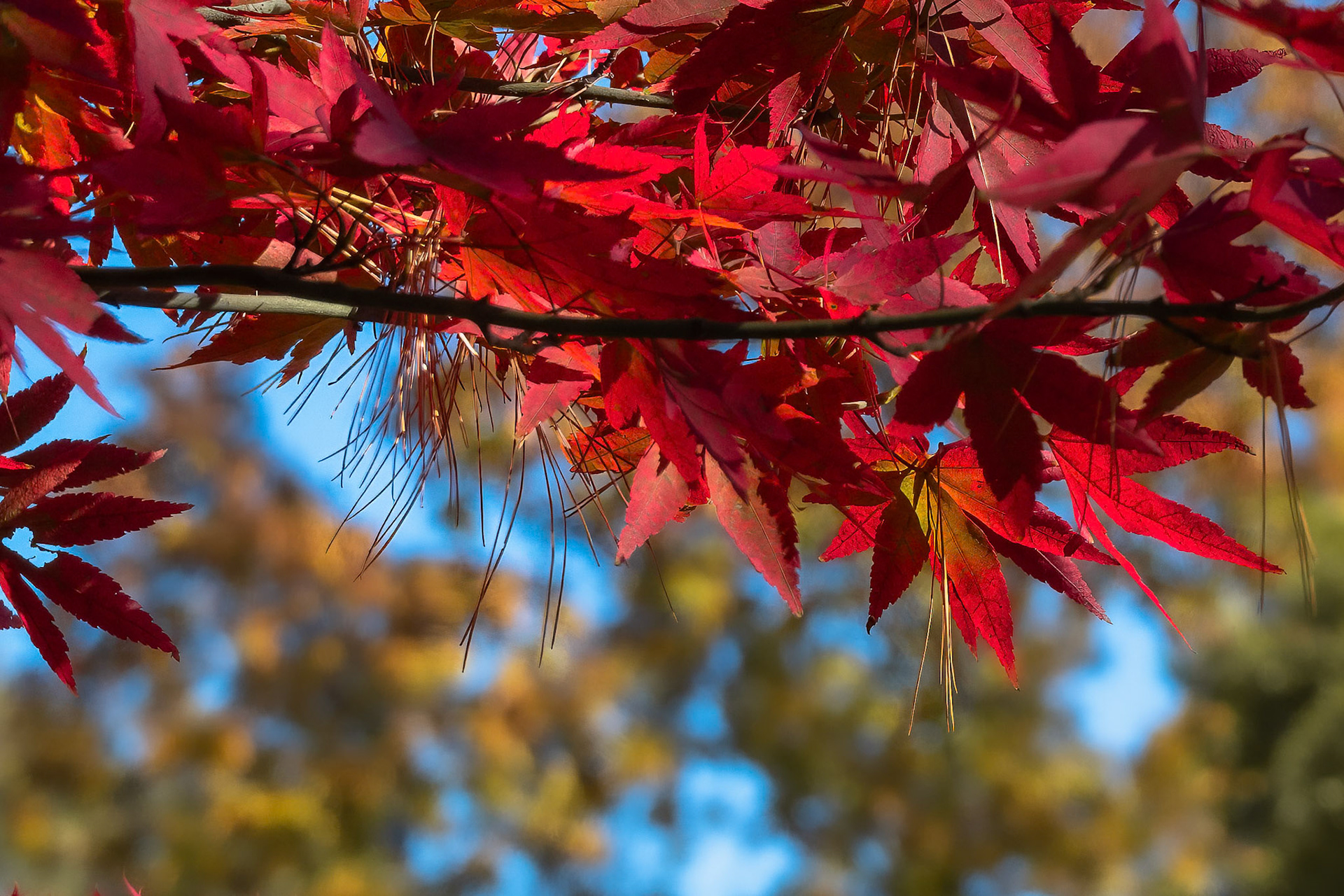 241020-233 Autumn Above