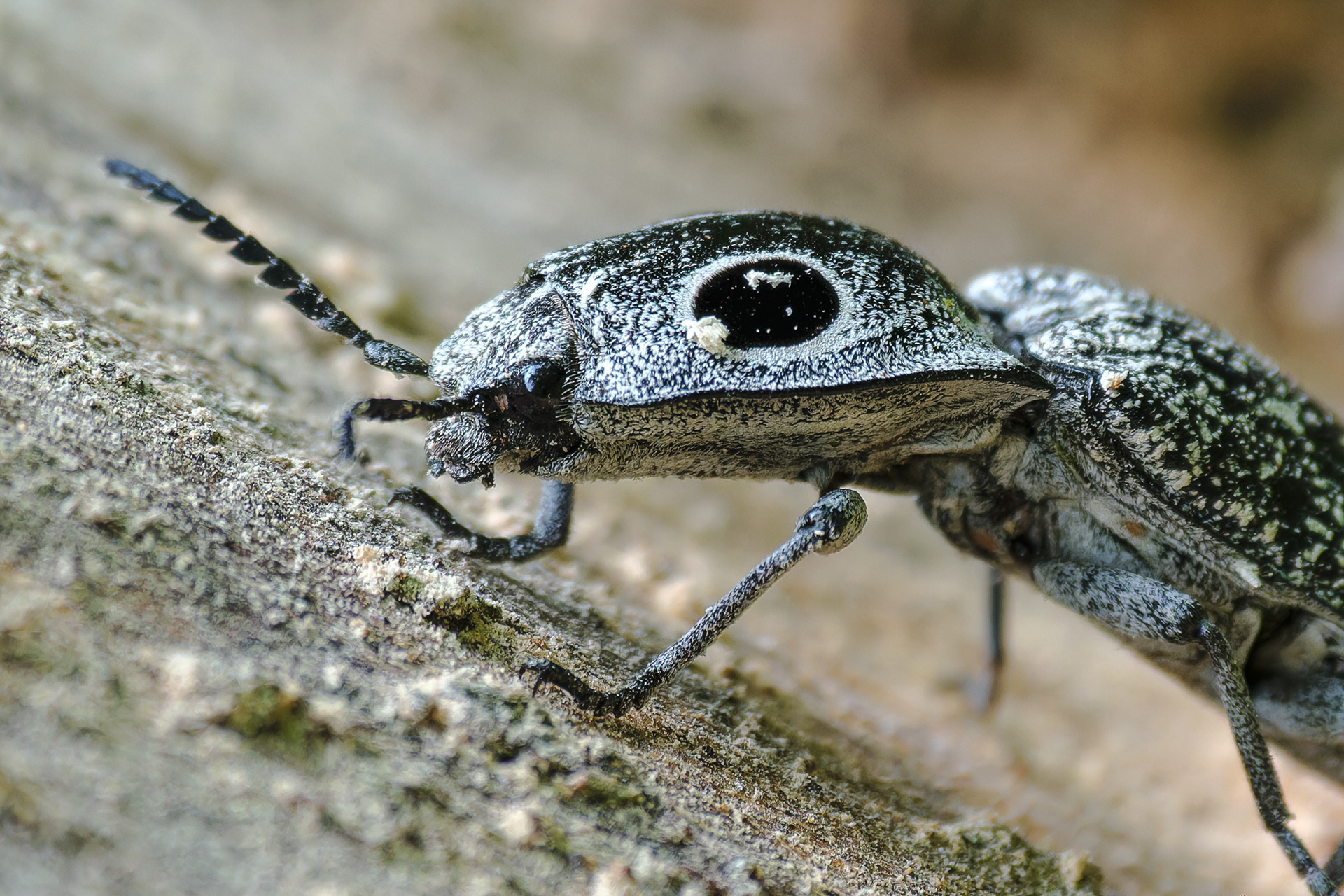 250530-577 Eastern Eyed Click Beetle (Alaus oculatus)