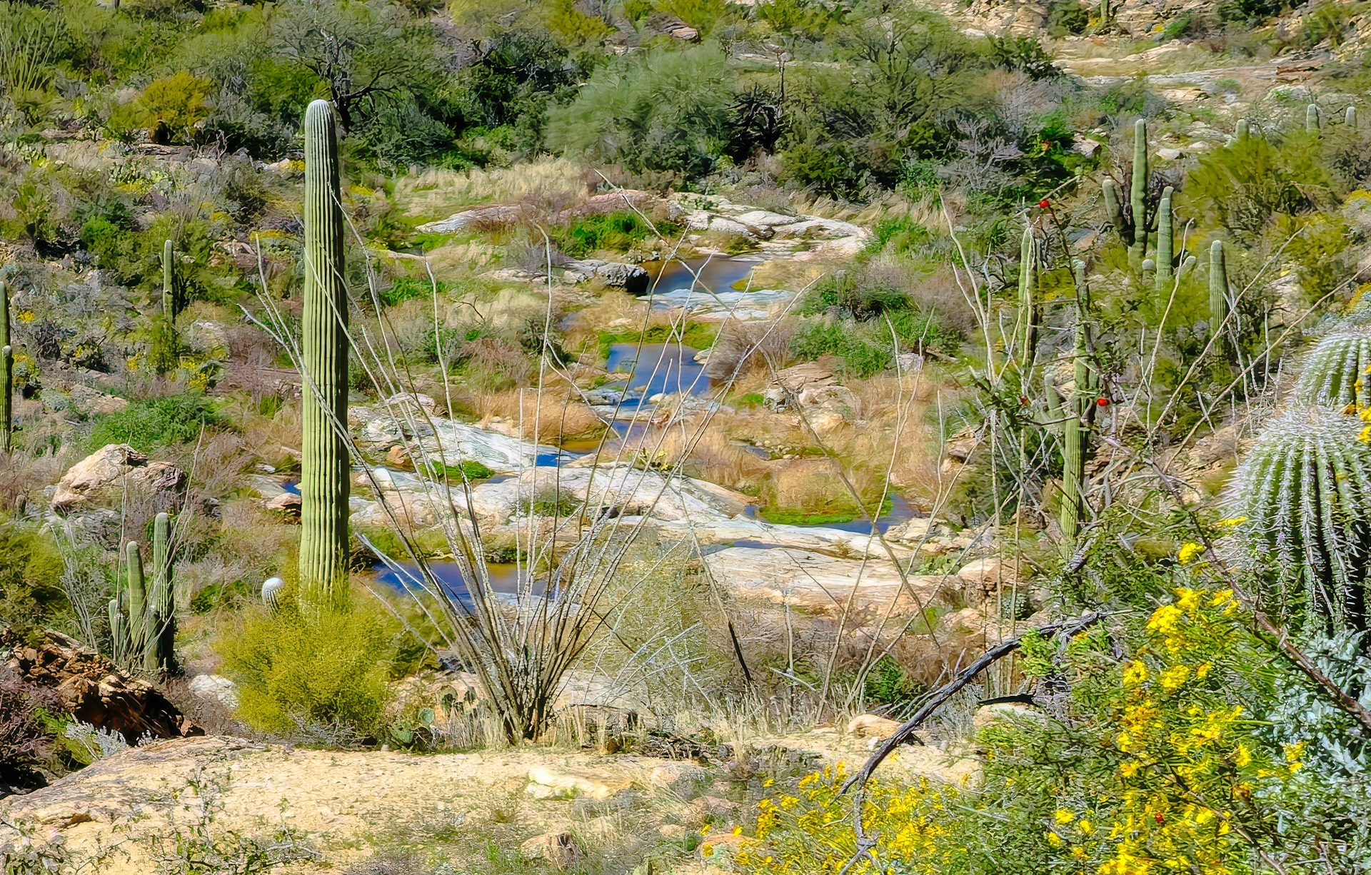 260218-915 Saguaro National Park (East)