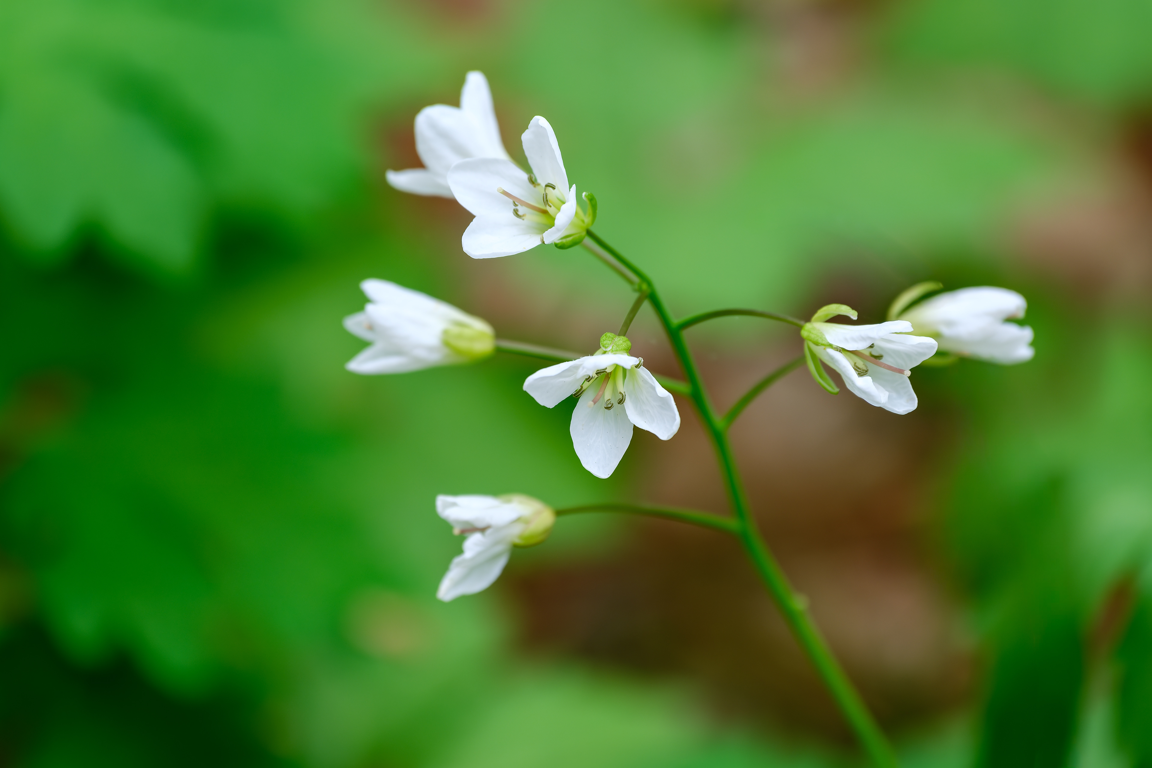 260506-338 Two-leaved Toothwort (Cardamine diphylla)