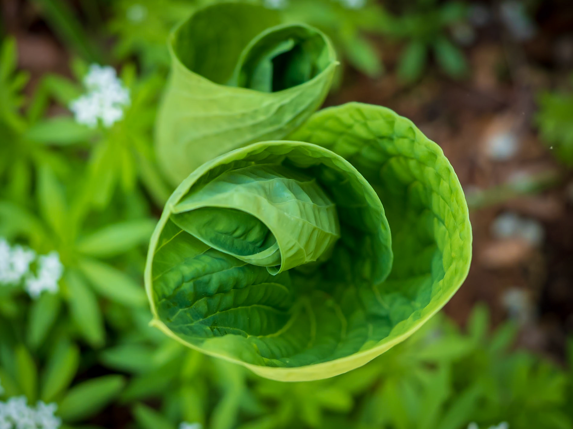 21515035 Uncurl Progress