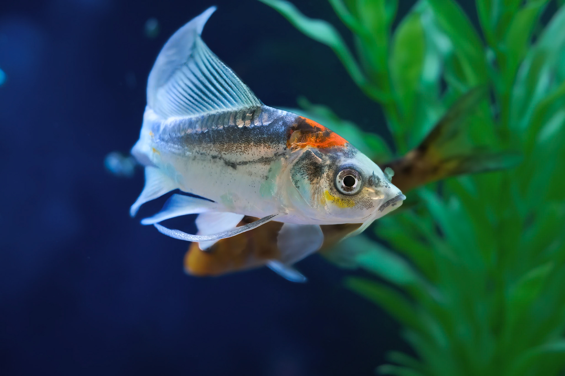 240909-590 Amur Carp (Cyprinus rubrofuscus)