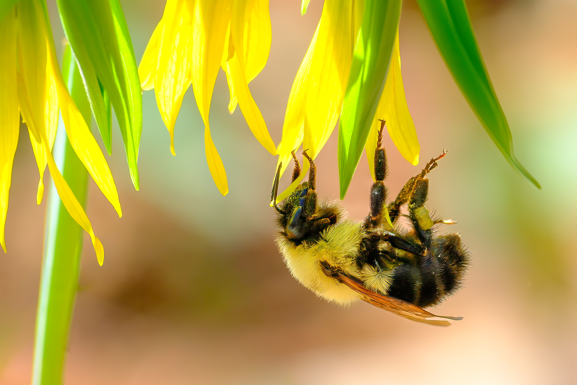 260427-216 Common Eastern Bumble Bee (Bombus impatiens)