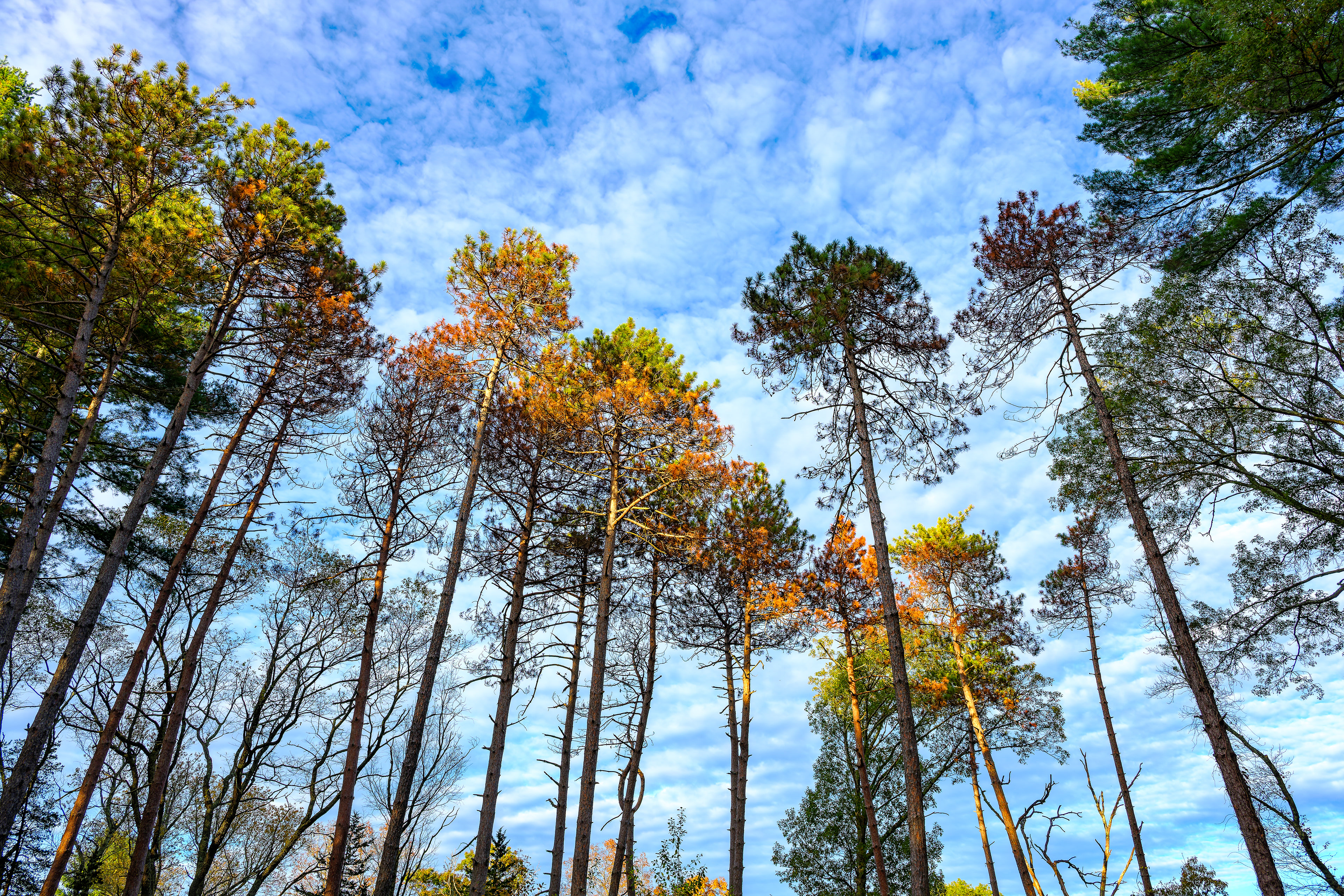 251018-144 Treetops in the Sky