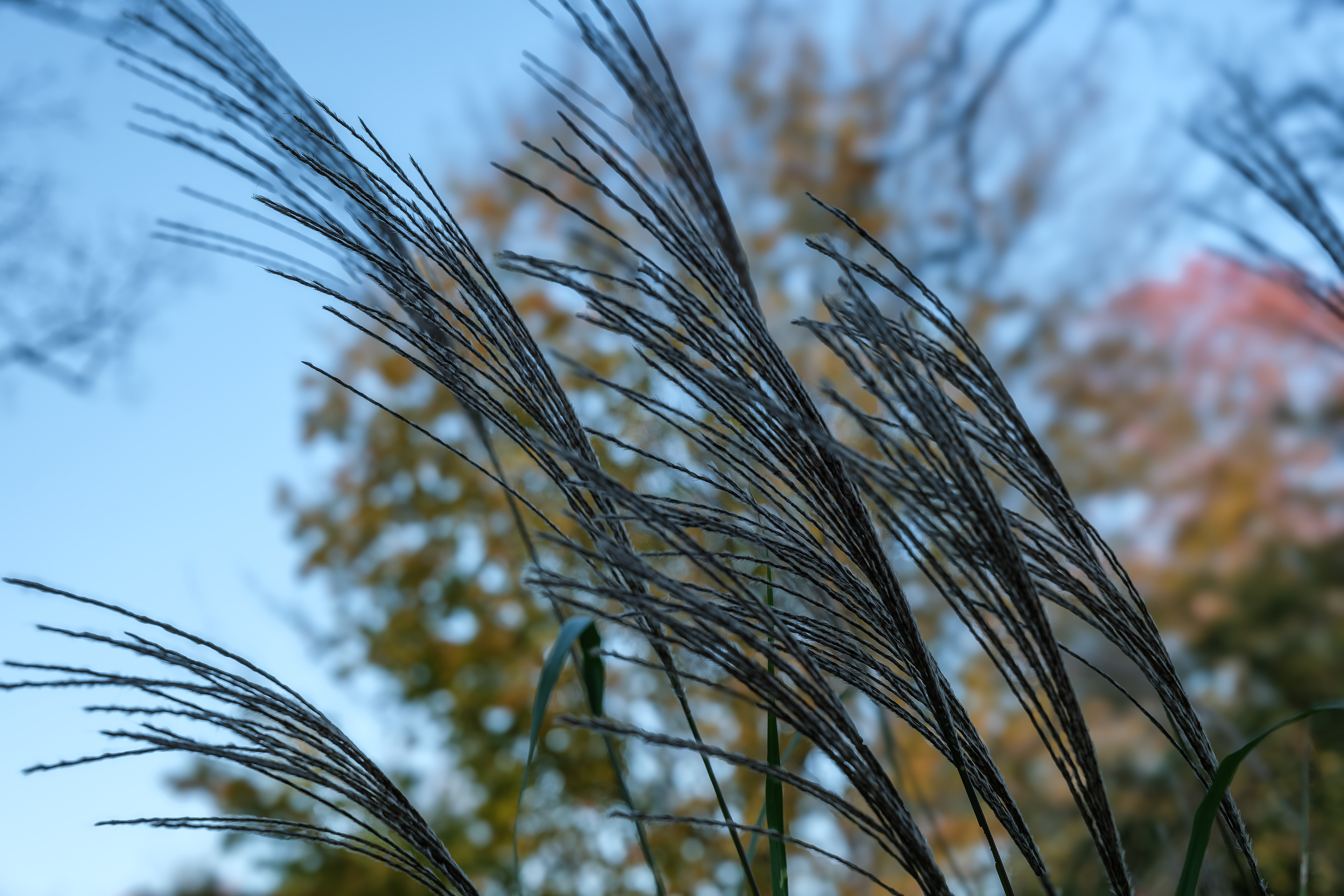 251101-292 Chinese Silver Grass (Miscanthus sinensis)