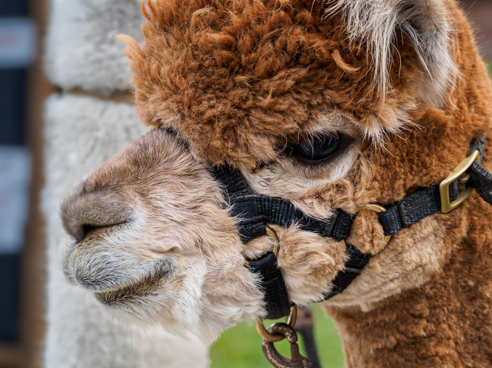 19907010 Chewbacca's Cousin