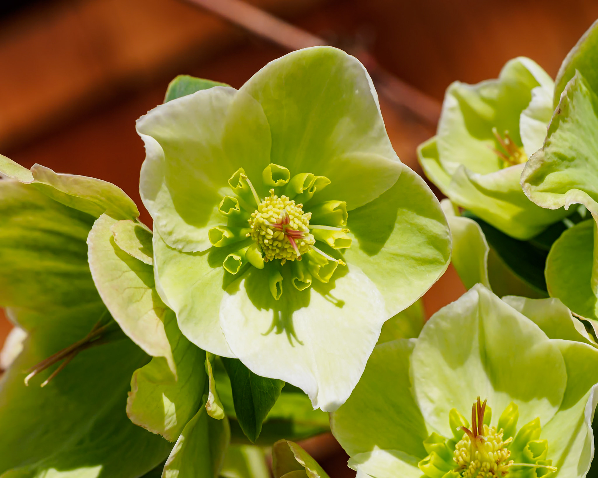 21408017 Green with Envy