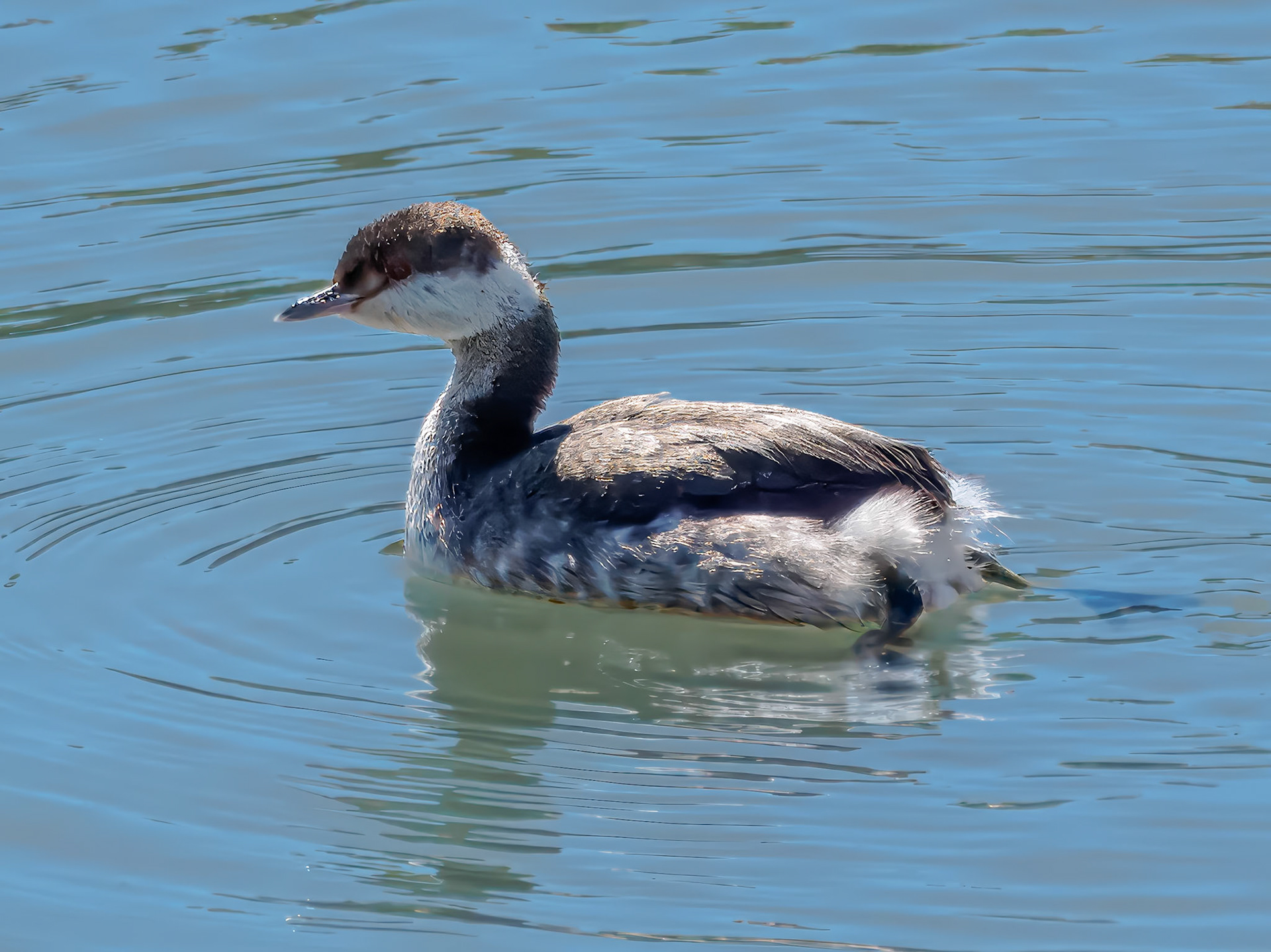 24315229 Horned Grebe