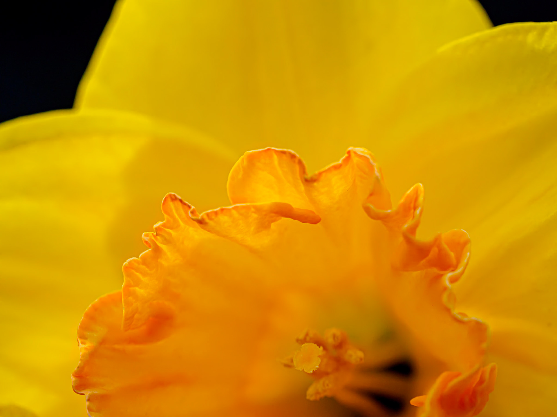 20502014 Daffodil Edge