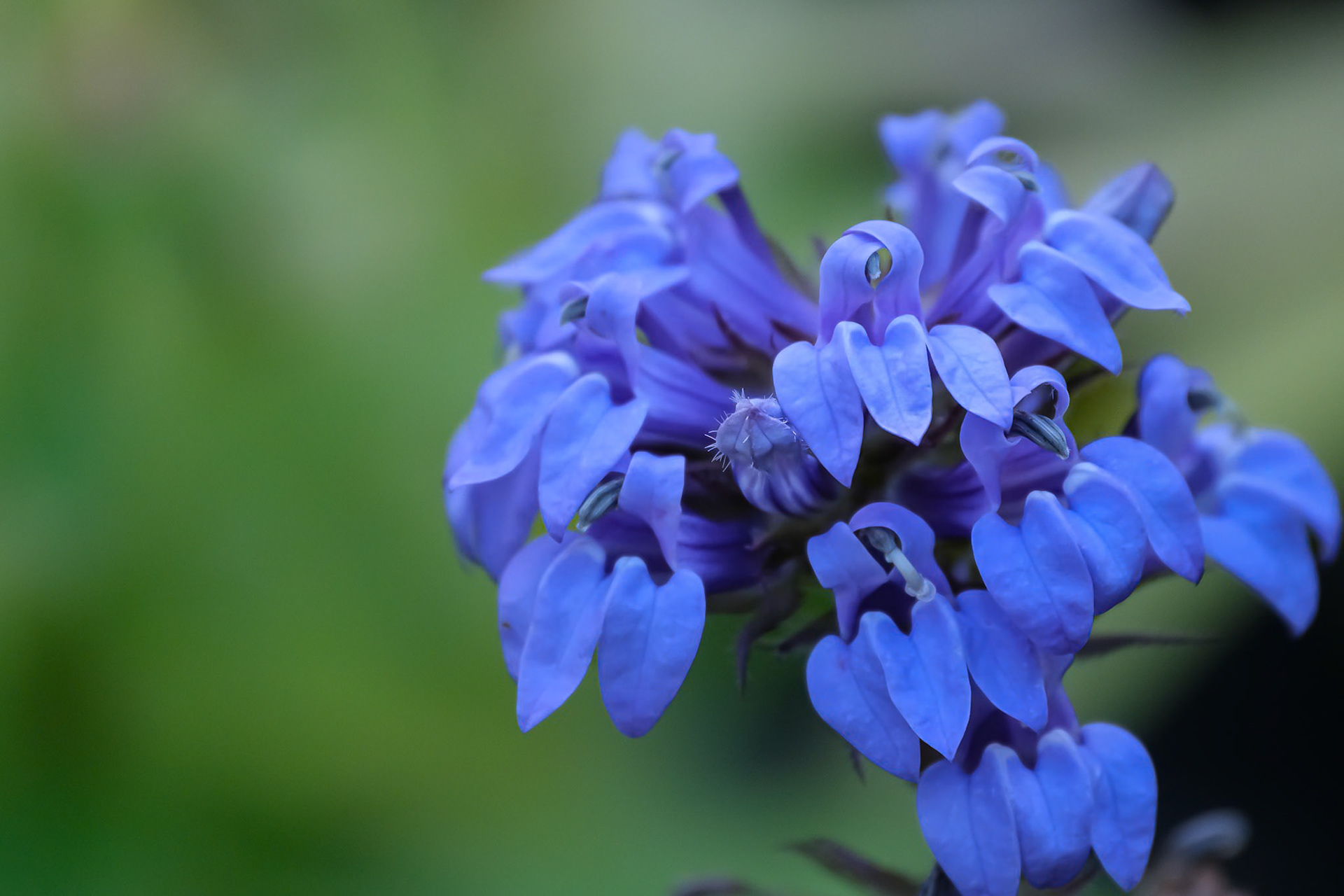 240924-969 Great Blue Lobelia (Lobelia siphilitica)