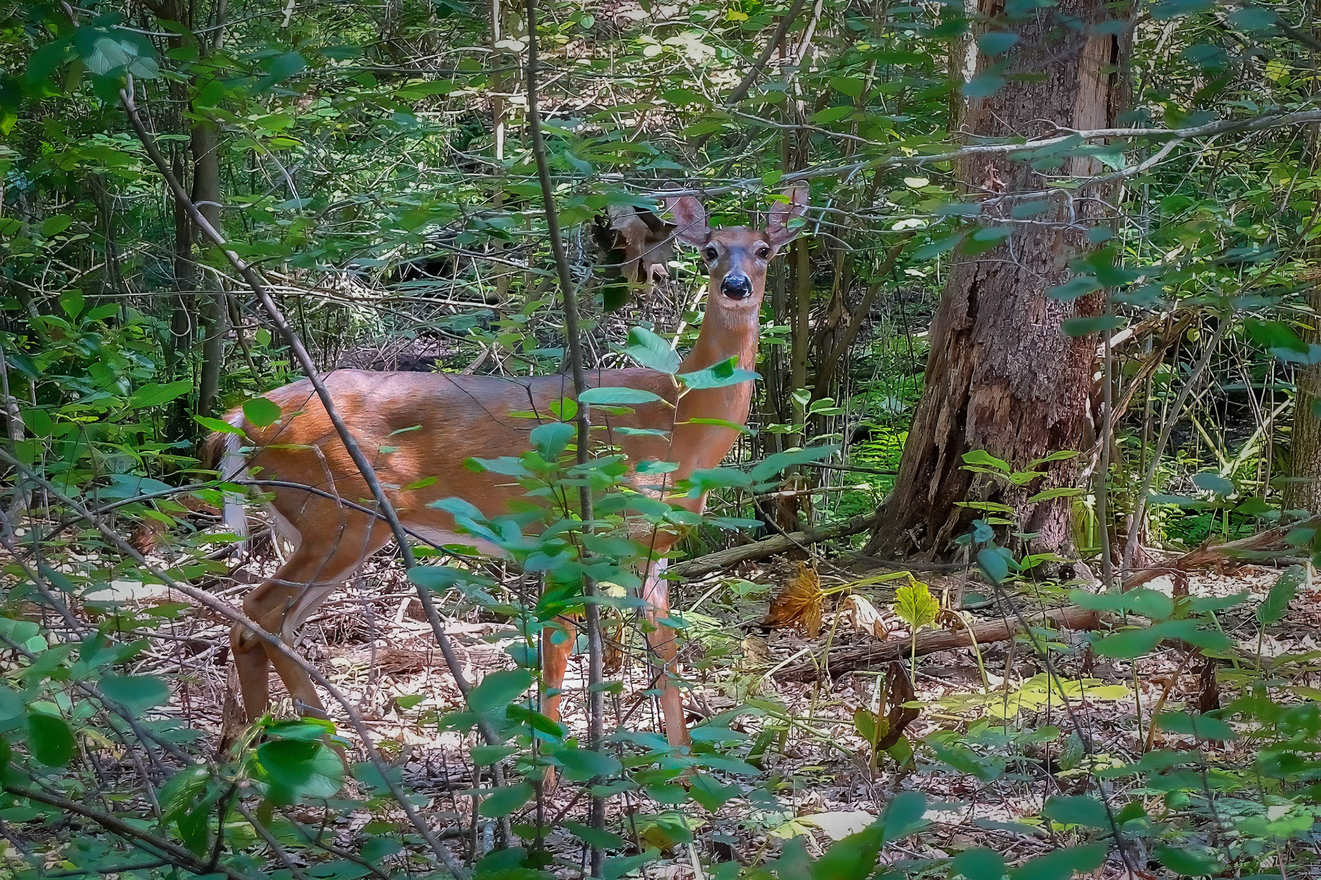 240823-209 White-tailed Deer (Odocoileus virginianus)