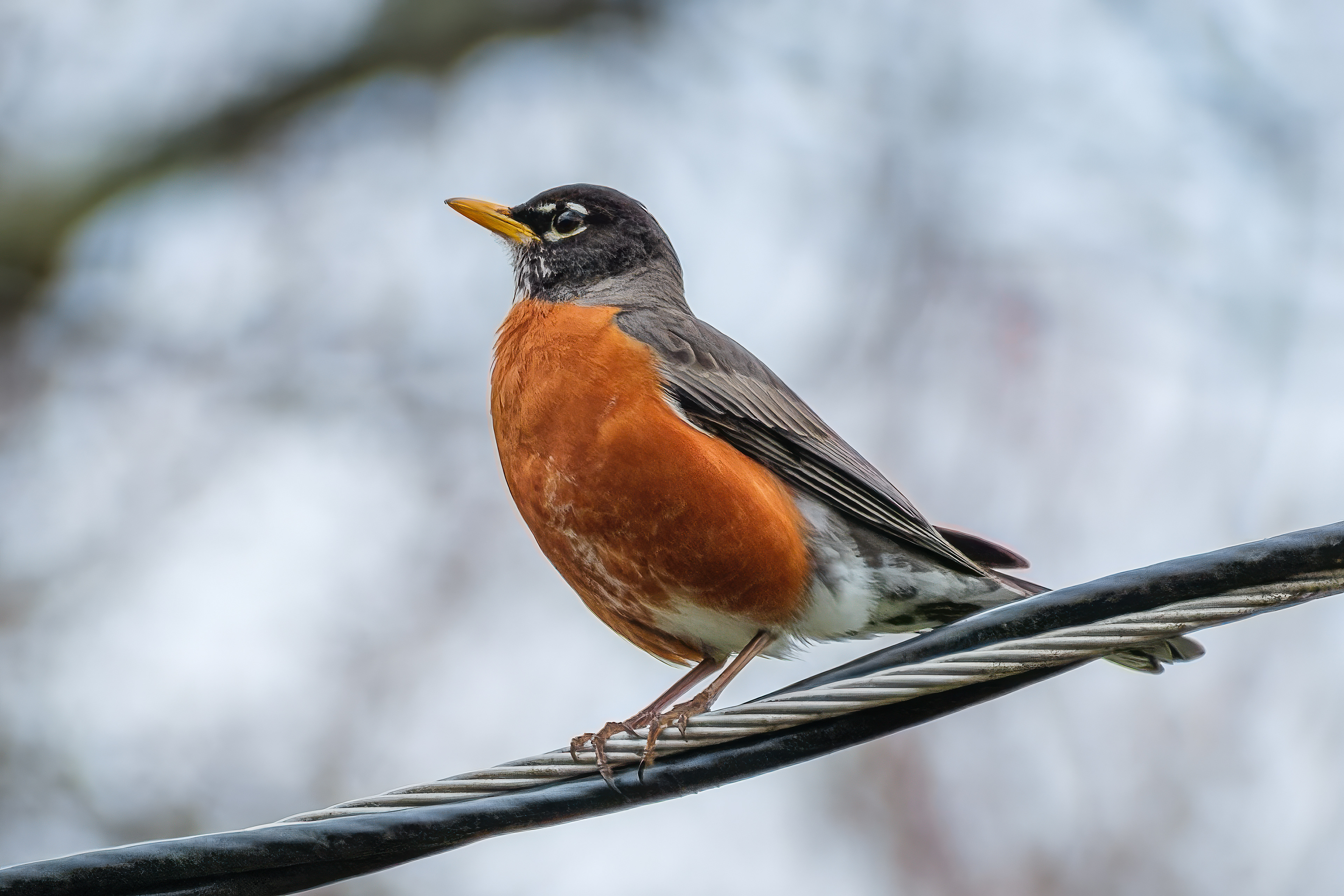 260415-995 American Robin (Turdus migratorius)