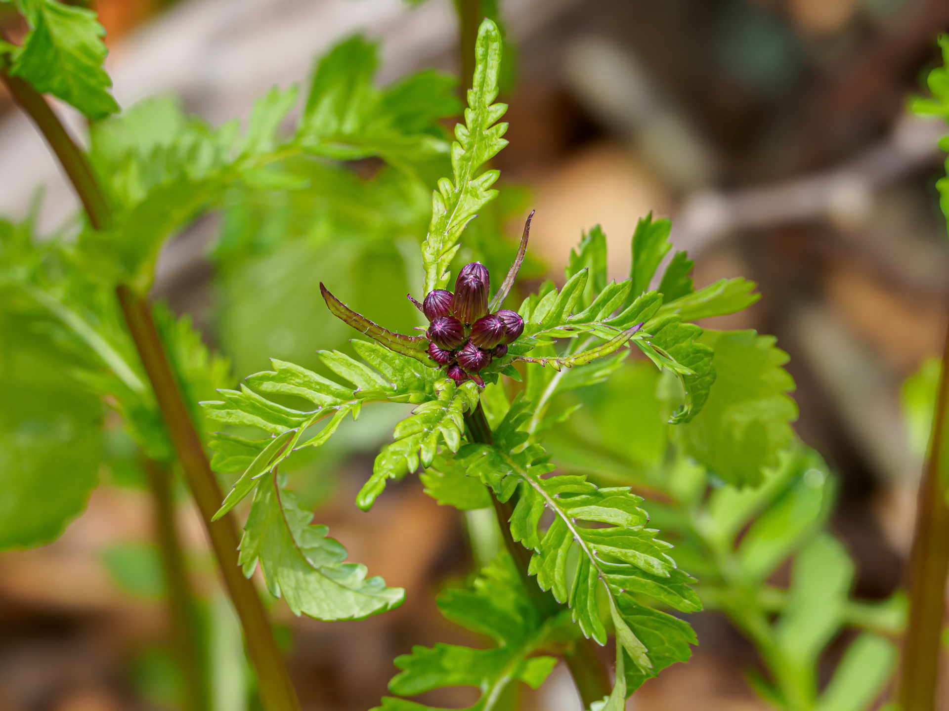 24506-024 Golden Groundsel (Packera aurea)