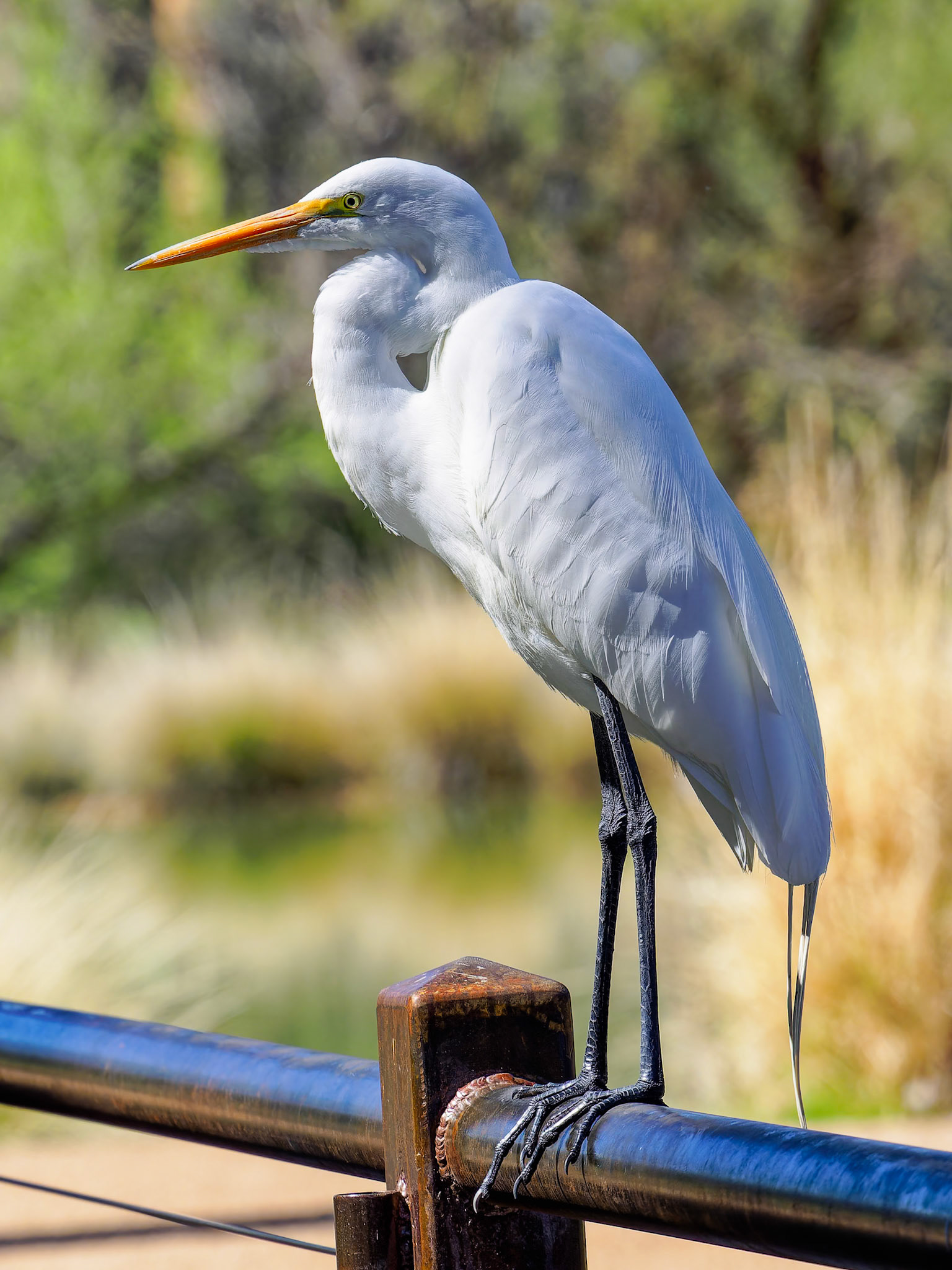 24312063 Egret