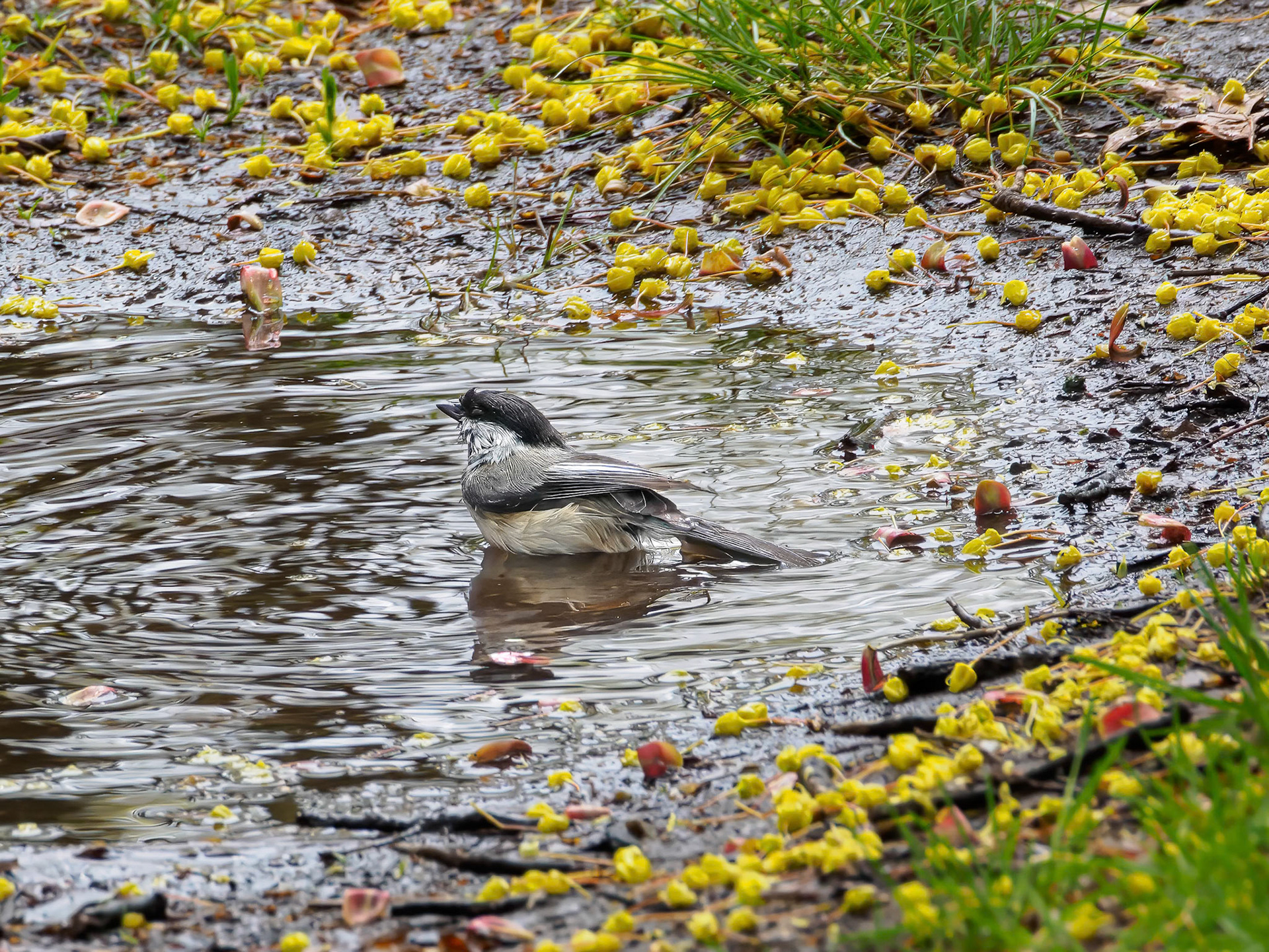 24506-035 Black-capped Chicadee Taking a Bath