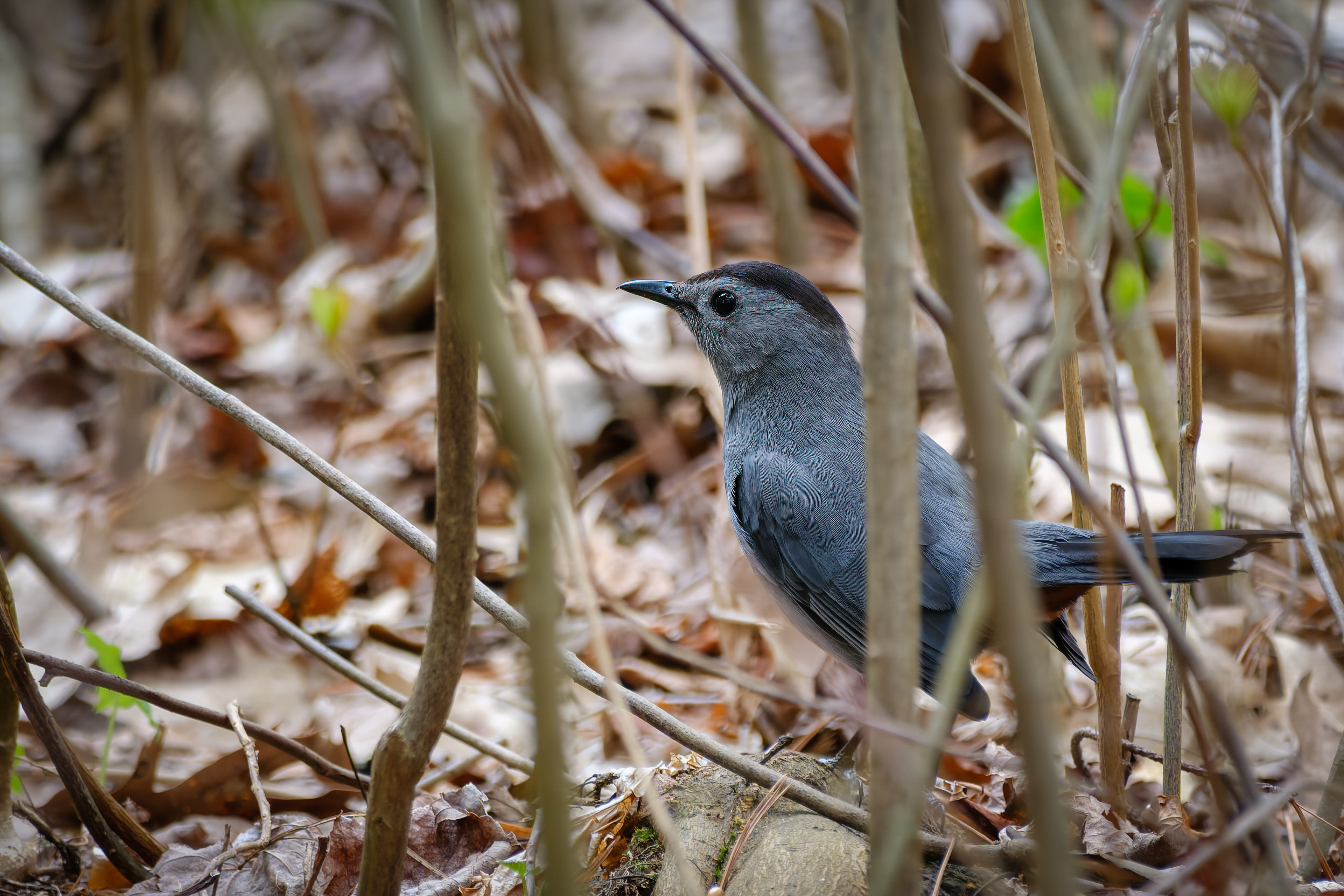260506-328 Gray Catbird (Dumetella carolinensis)