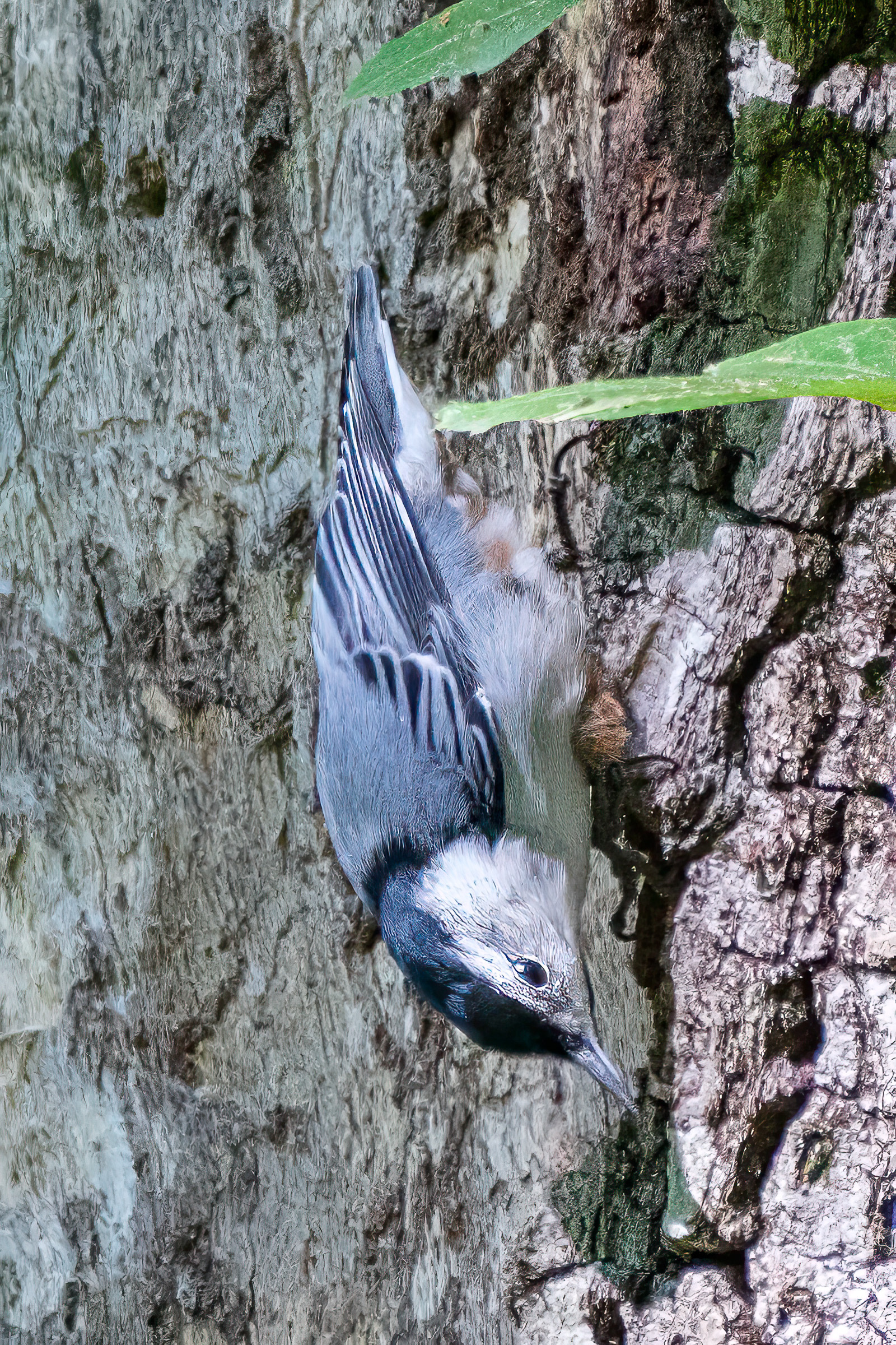 250826-667 White-breasted Nuthatch (Sitta carolinensis)