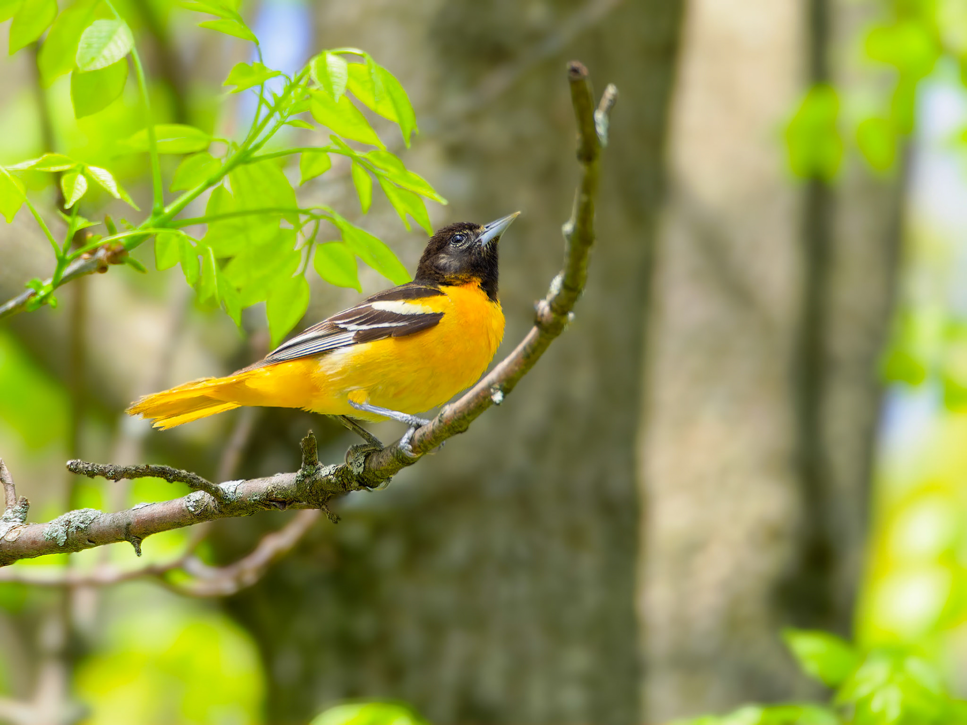 18510063 Baltimore Oriole