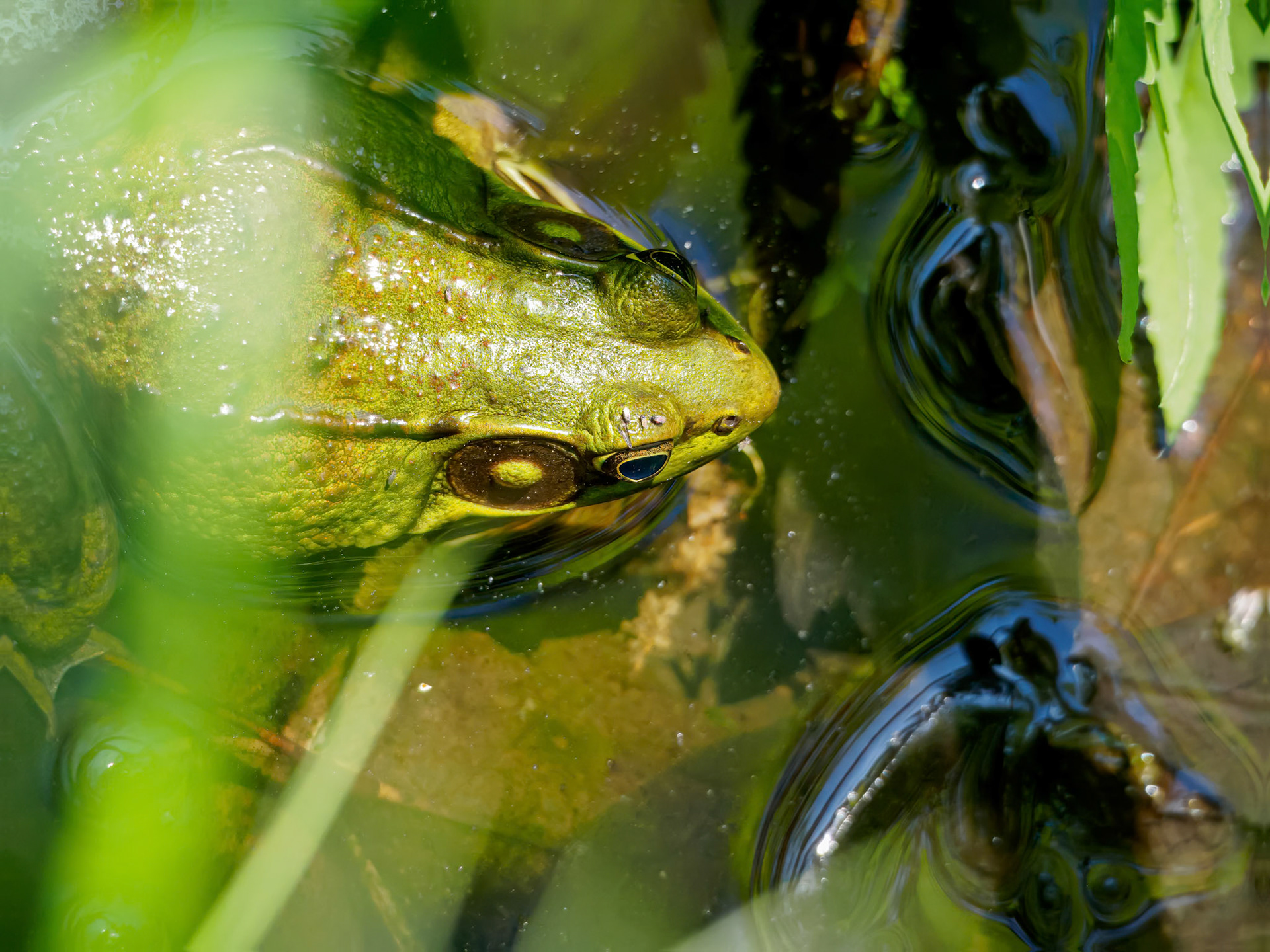 24526-052 Green Frog