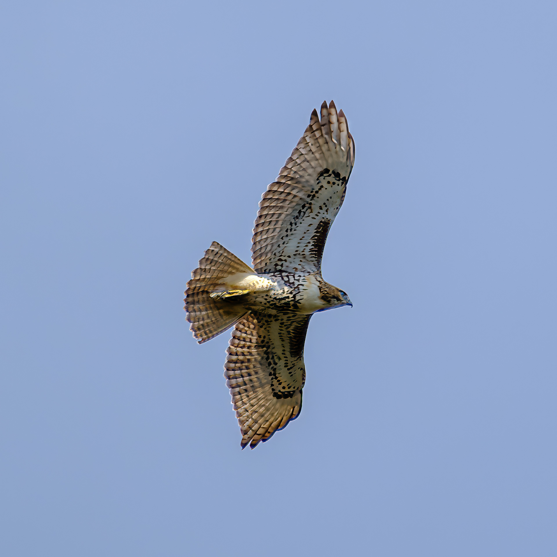 251015-043 Red-tailed Hawk (Buteo jamaicensis)