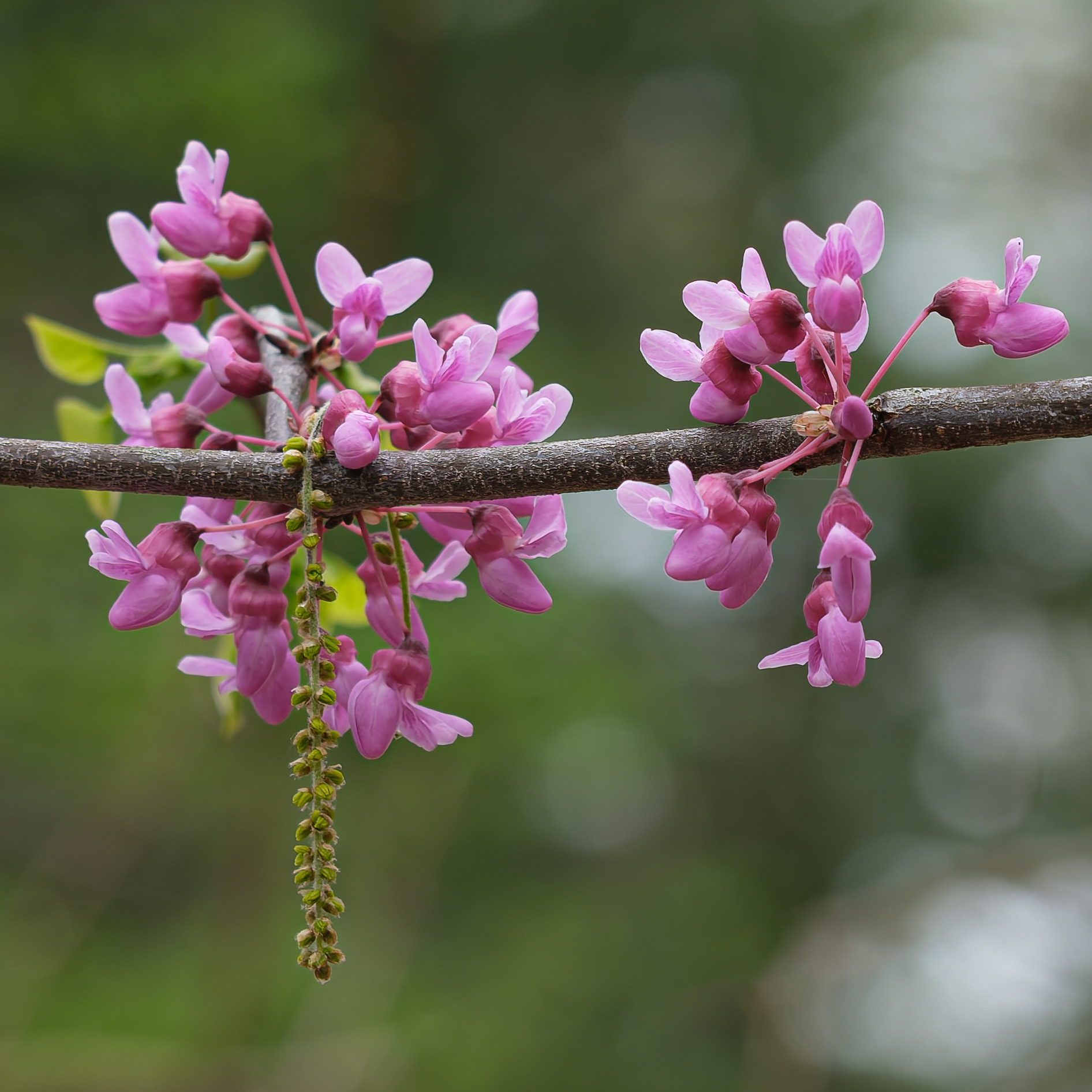 260506-416A Eastern Redbud (Cercis canadensis)