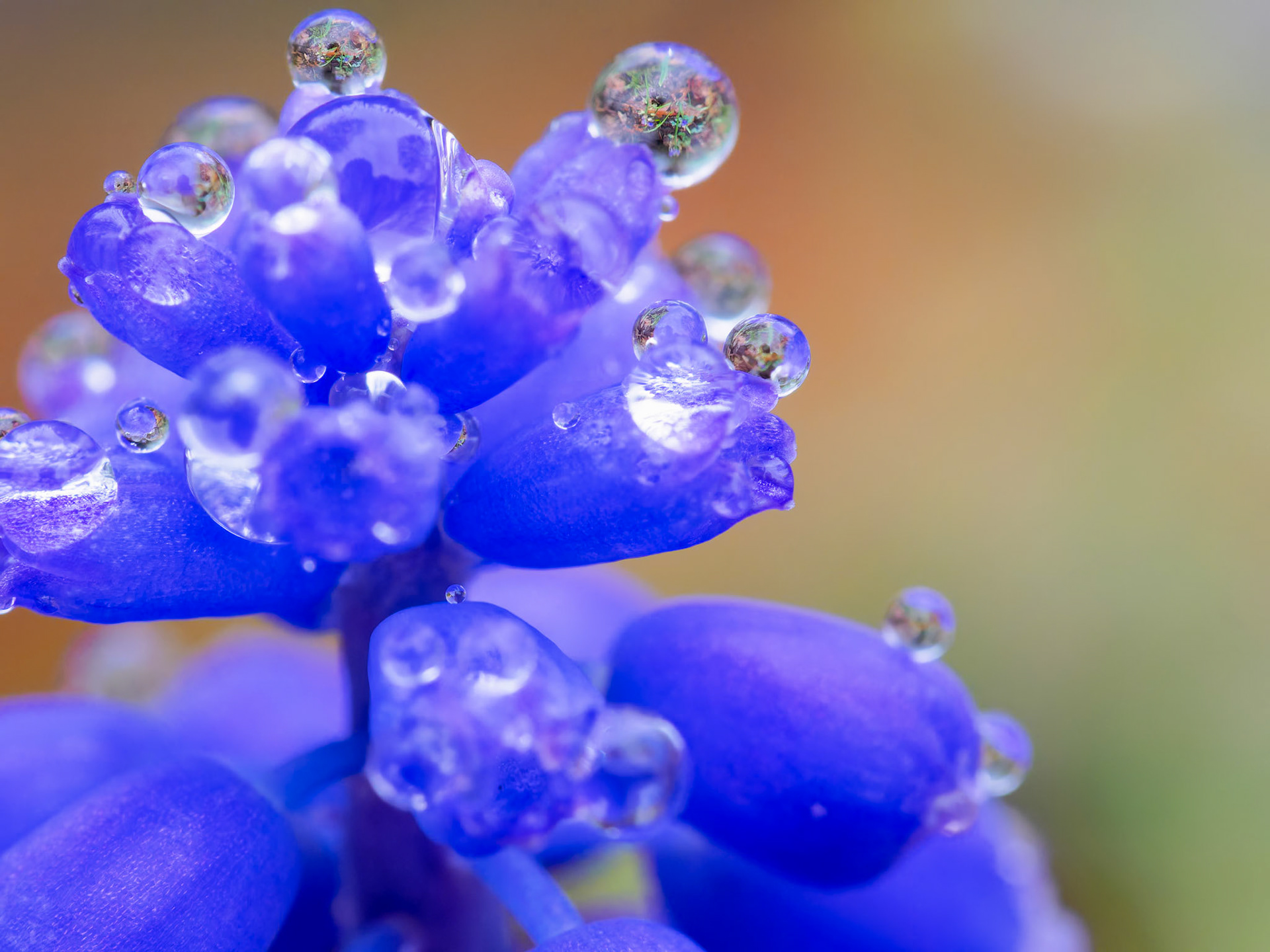 16505108 Morning Dew