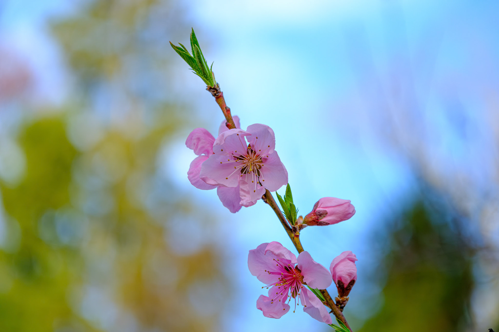 250420-288 Peach (Prunus persica)
