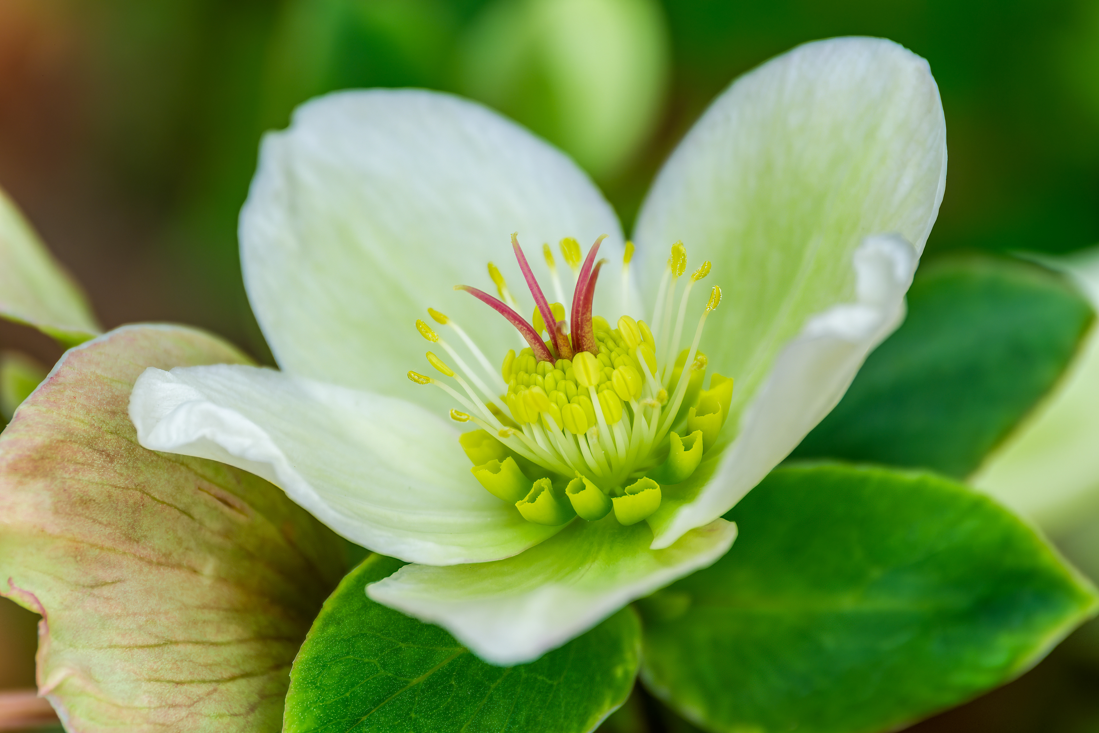 260415-983 Lenten-Rose (Helleborus orientalis)