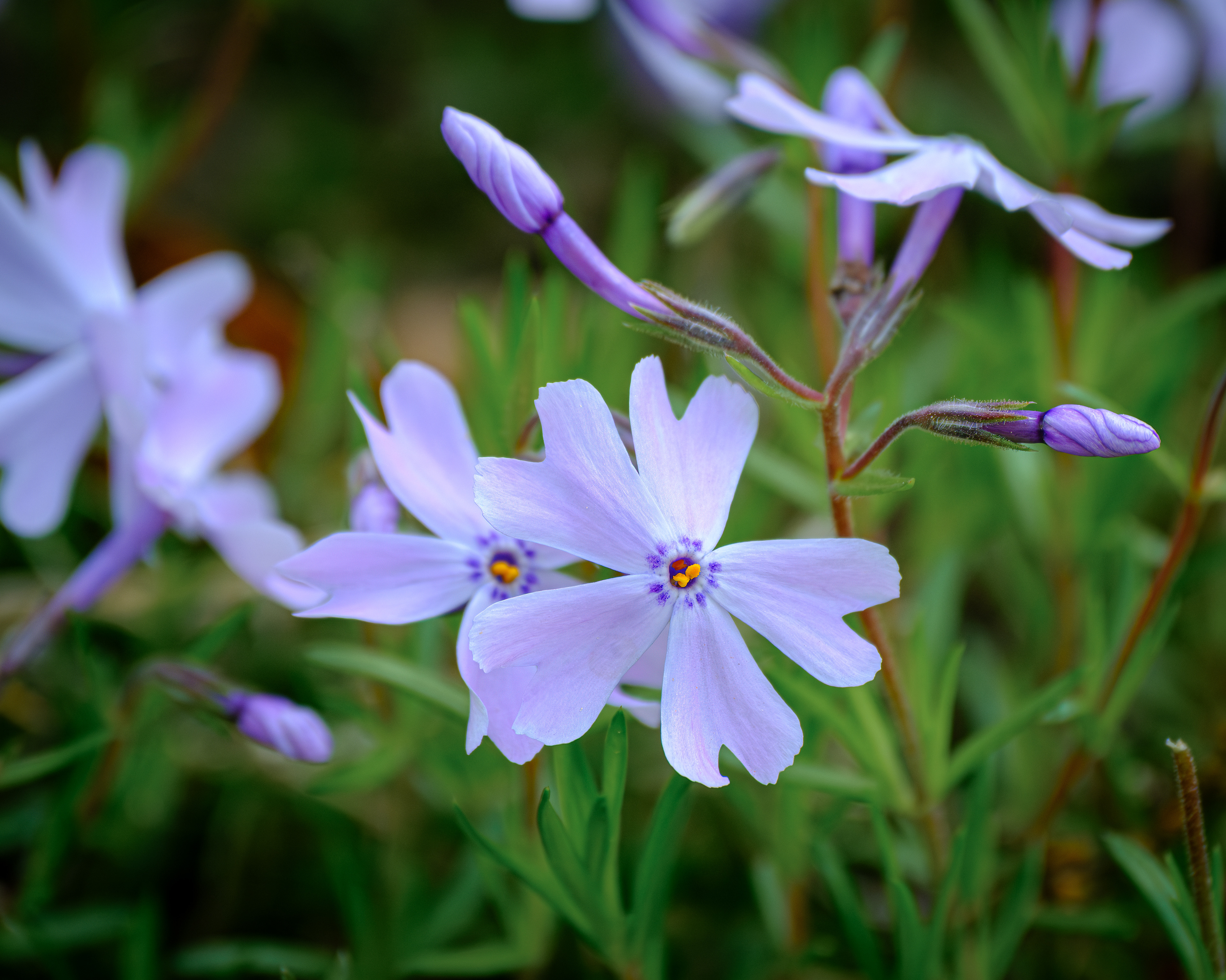 250502-083 Moss Phlox (Phlox subulata)