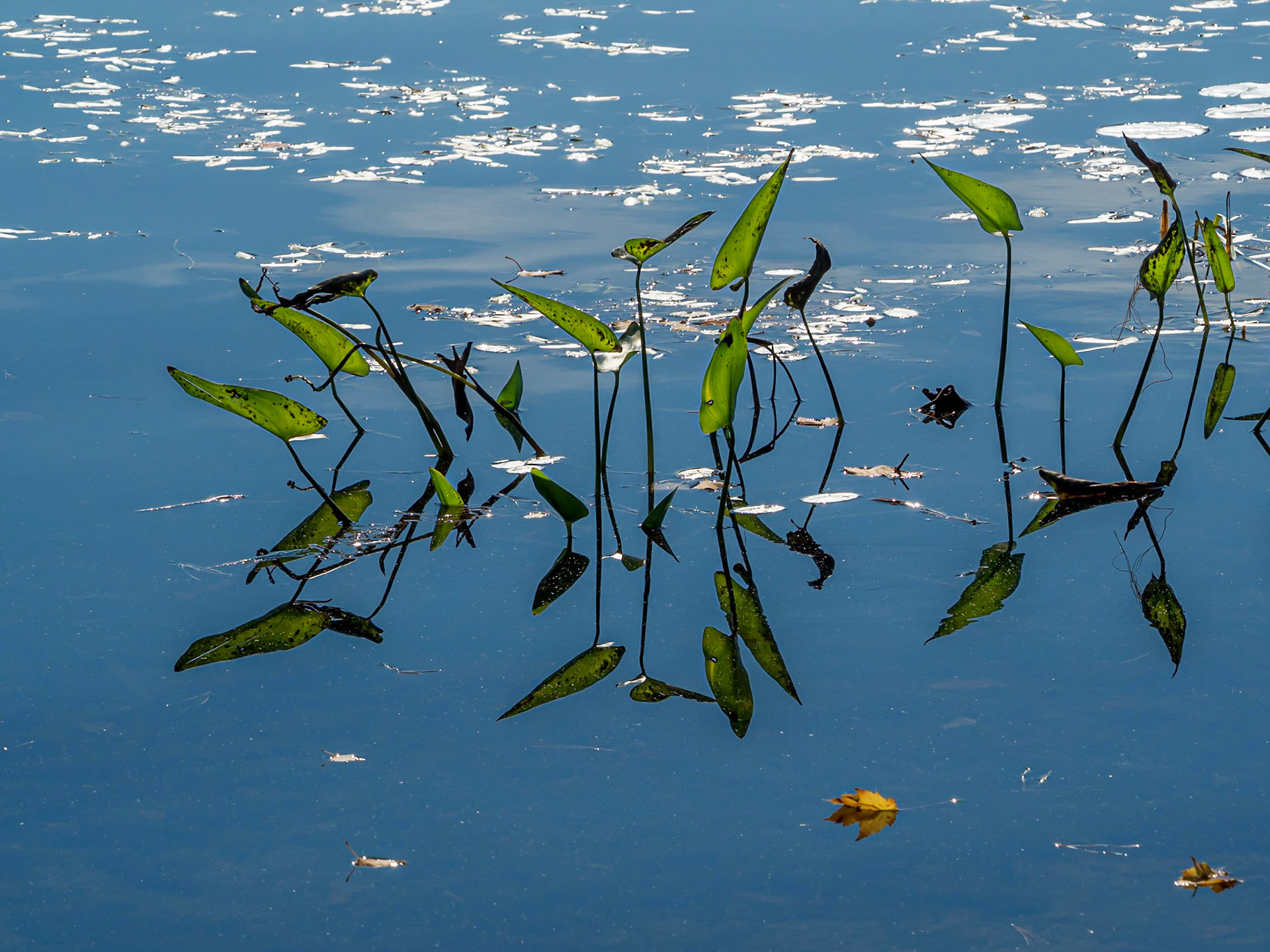 21A20030 Dancing Green