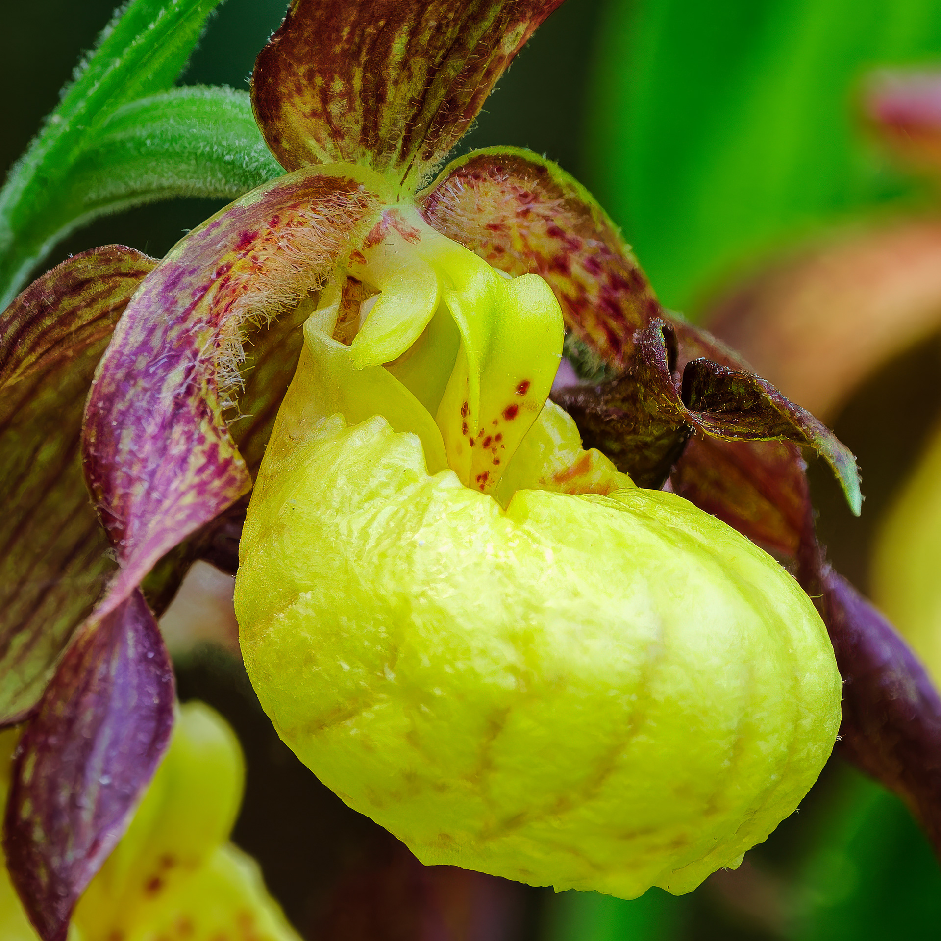 250513-310 Yellow Lady's Slipper (Cypripedium parviflorum)