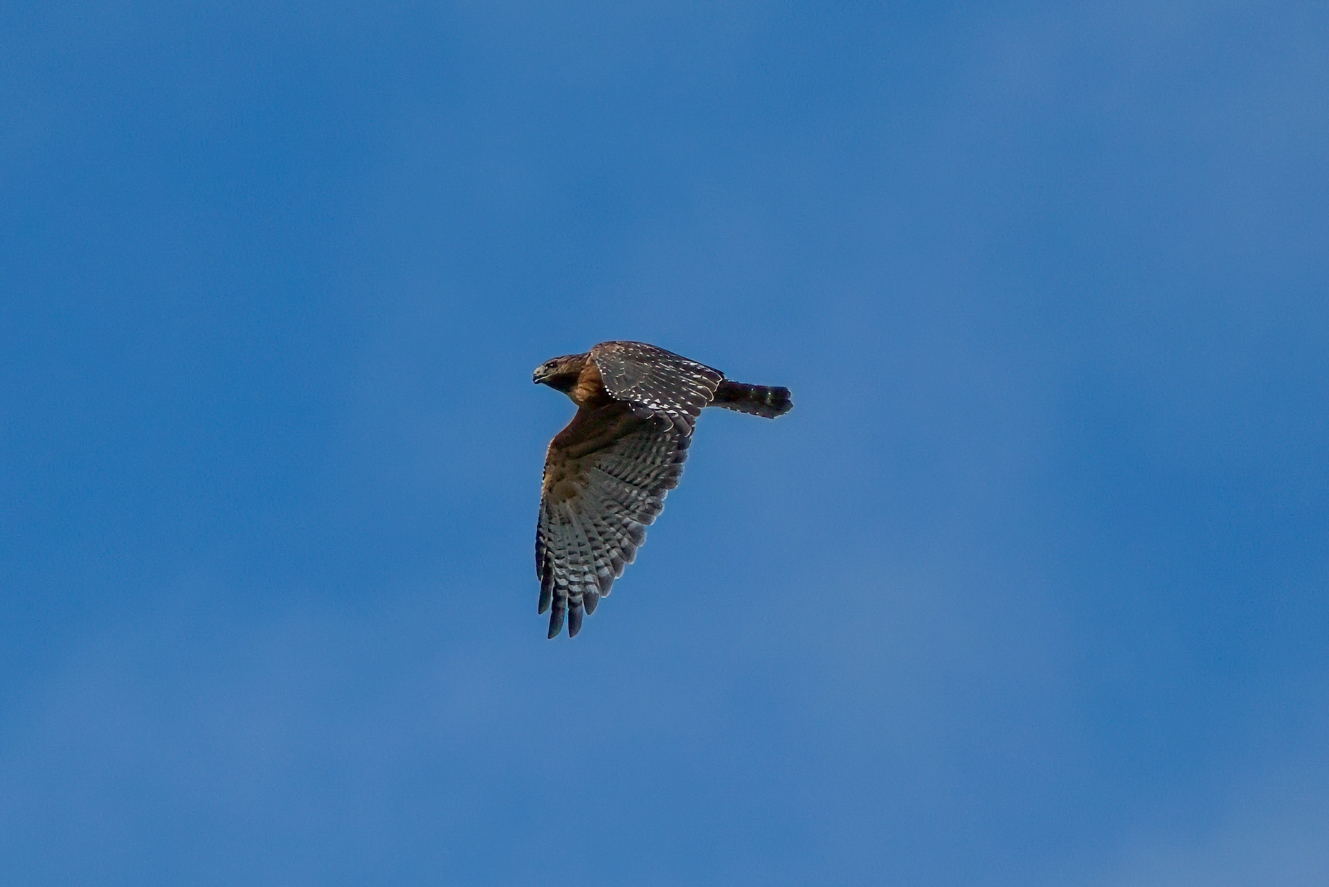 241001-021 Red-tailed Hawk