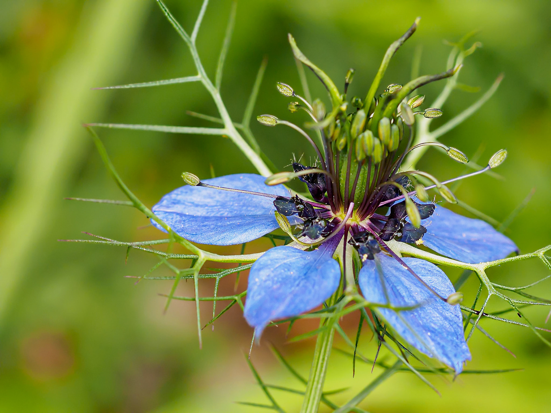24617-022 Love-in-a-Mist (Nigella damascena)