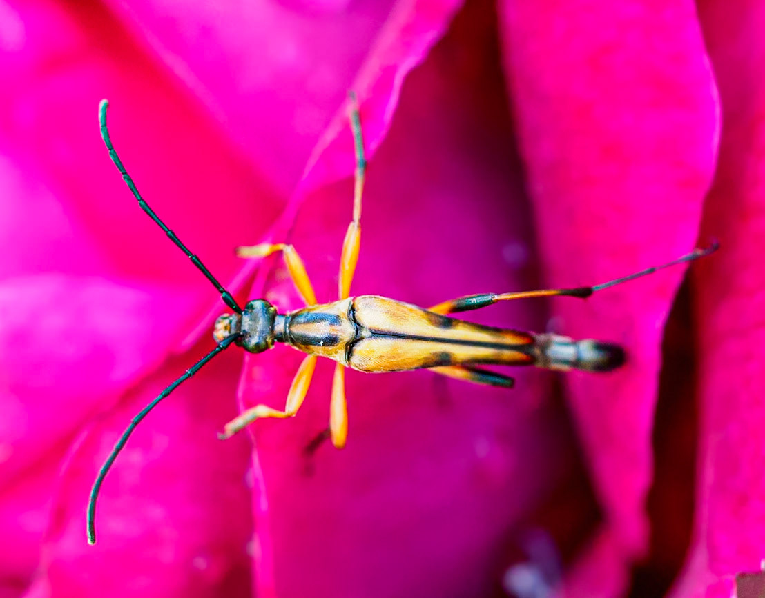 15626013 A Closer Look