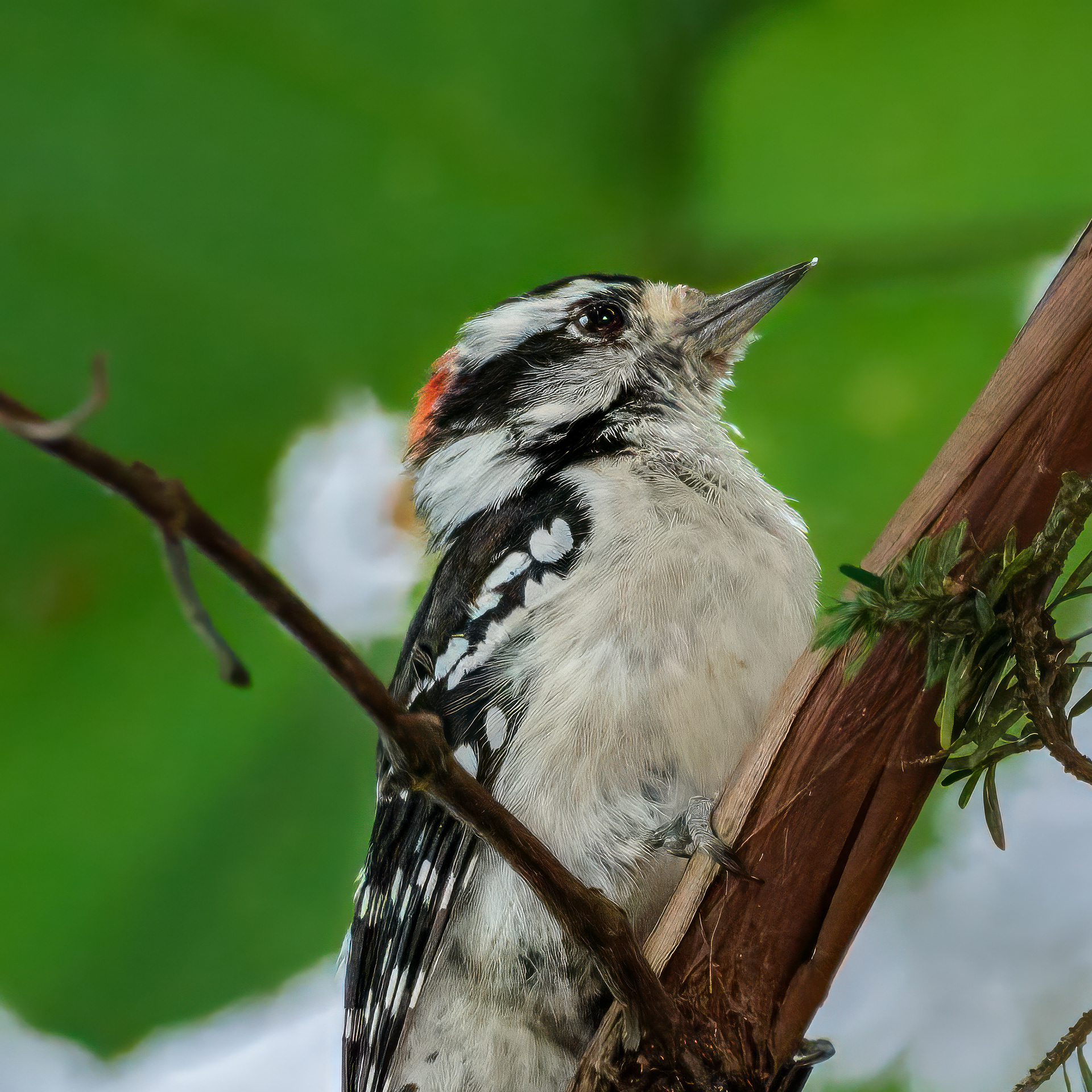250827-698 Downy Woodpecker (Dryobates pubescens)