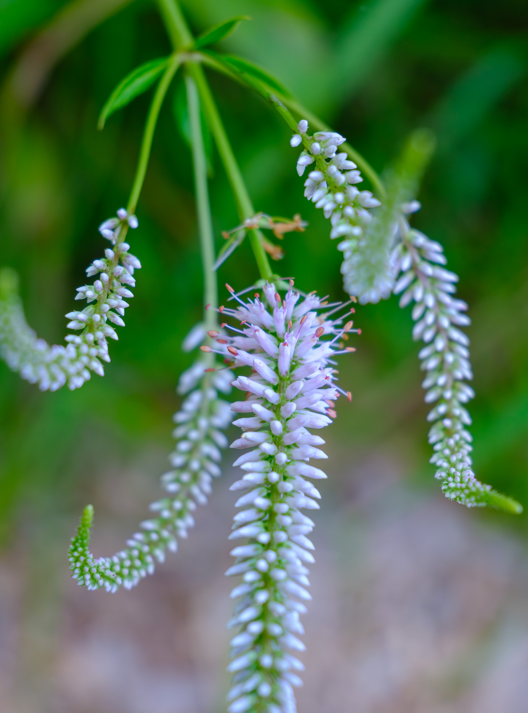 250809-541 Culver's Root (Veronicastrum virginicum)