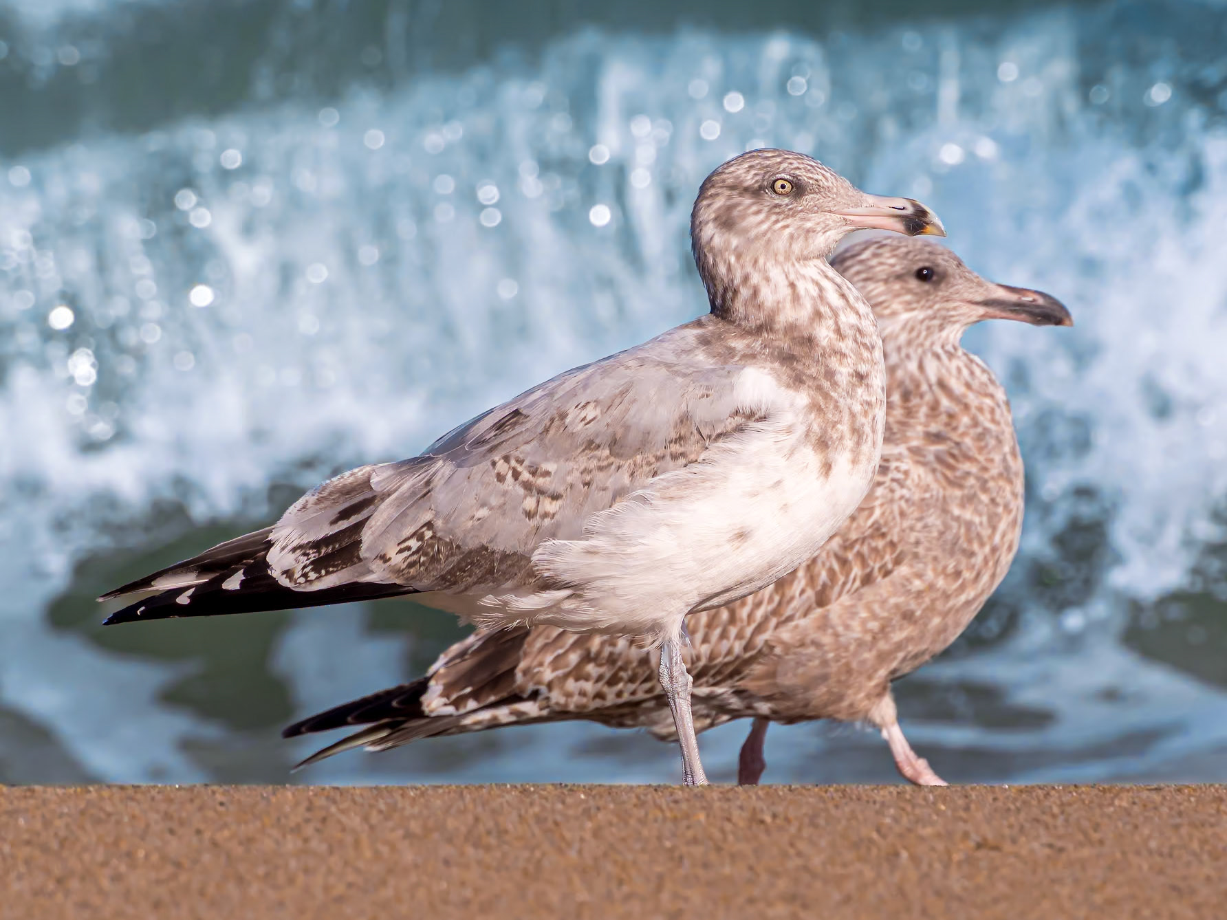 21B08071 Shore Gulls 1