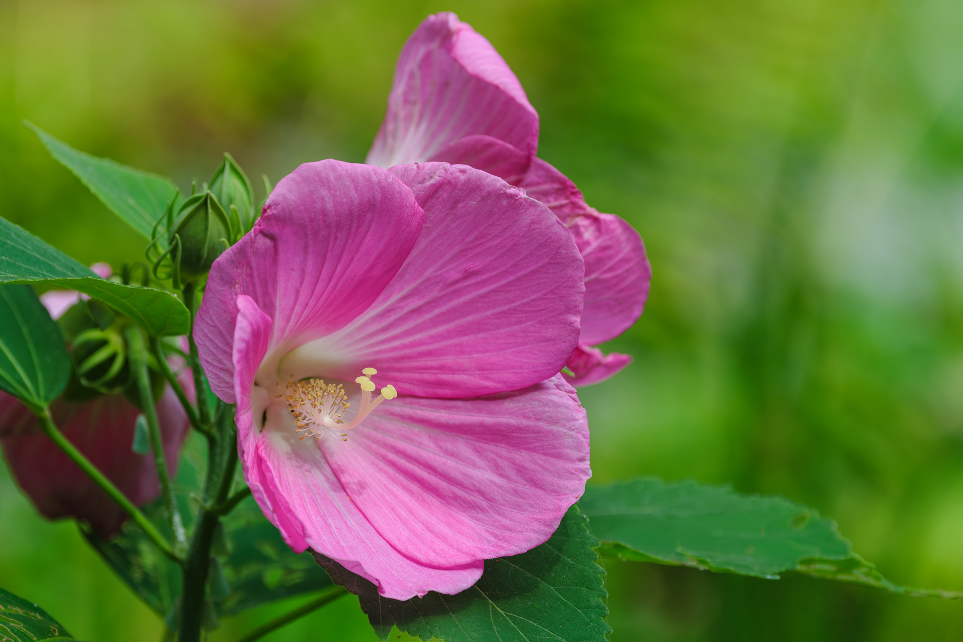 250814-561 Swamp Rose Mallow (Hibiscus moscheutos)