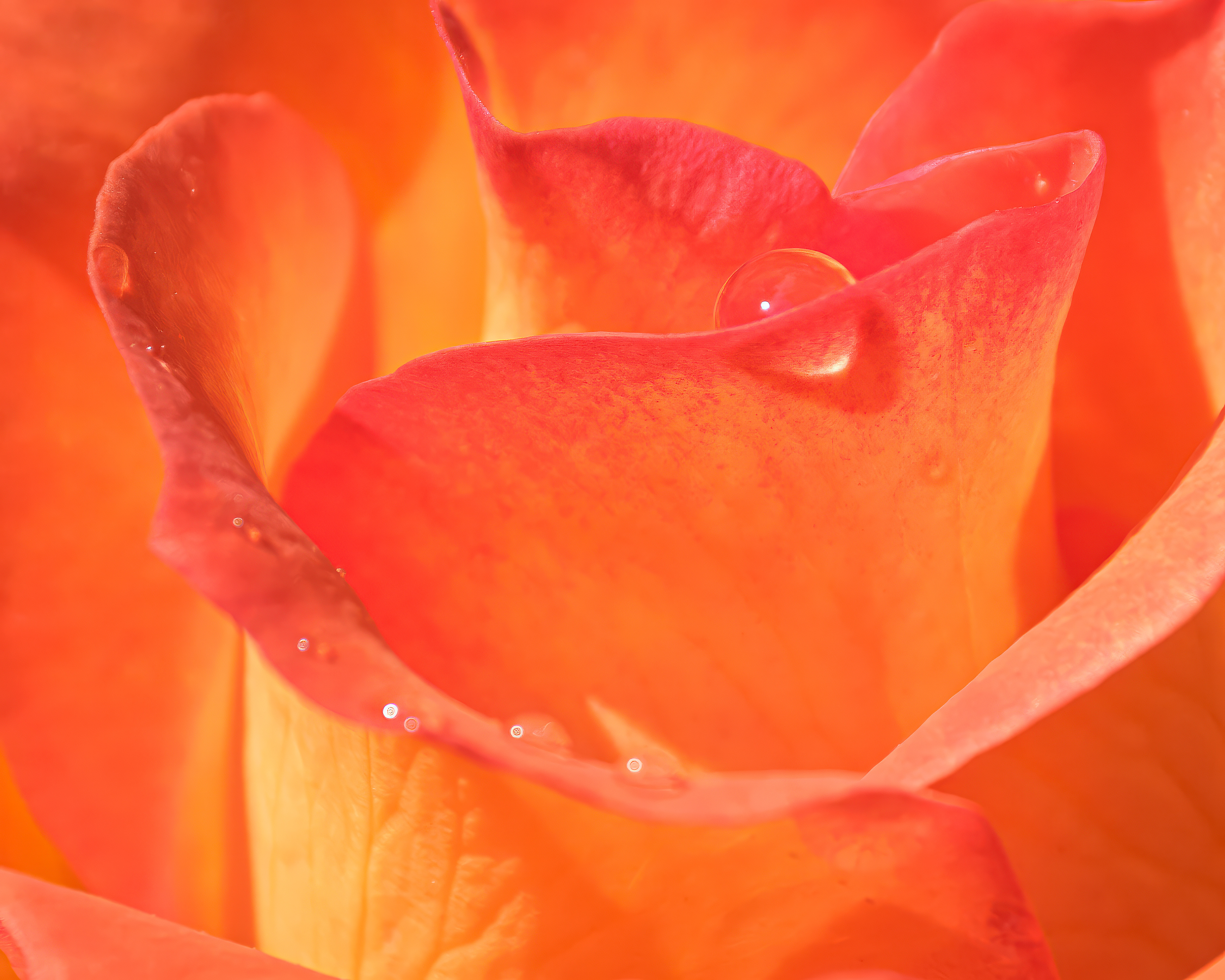 250602-637 Orange Rose