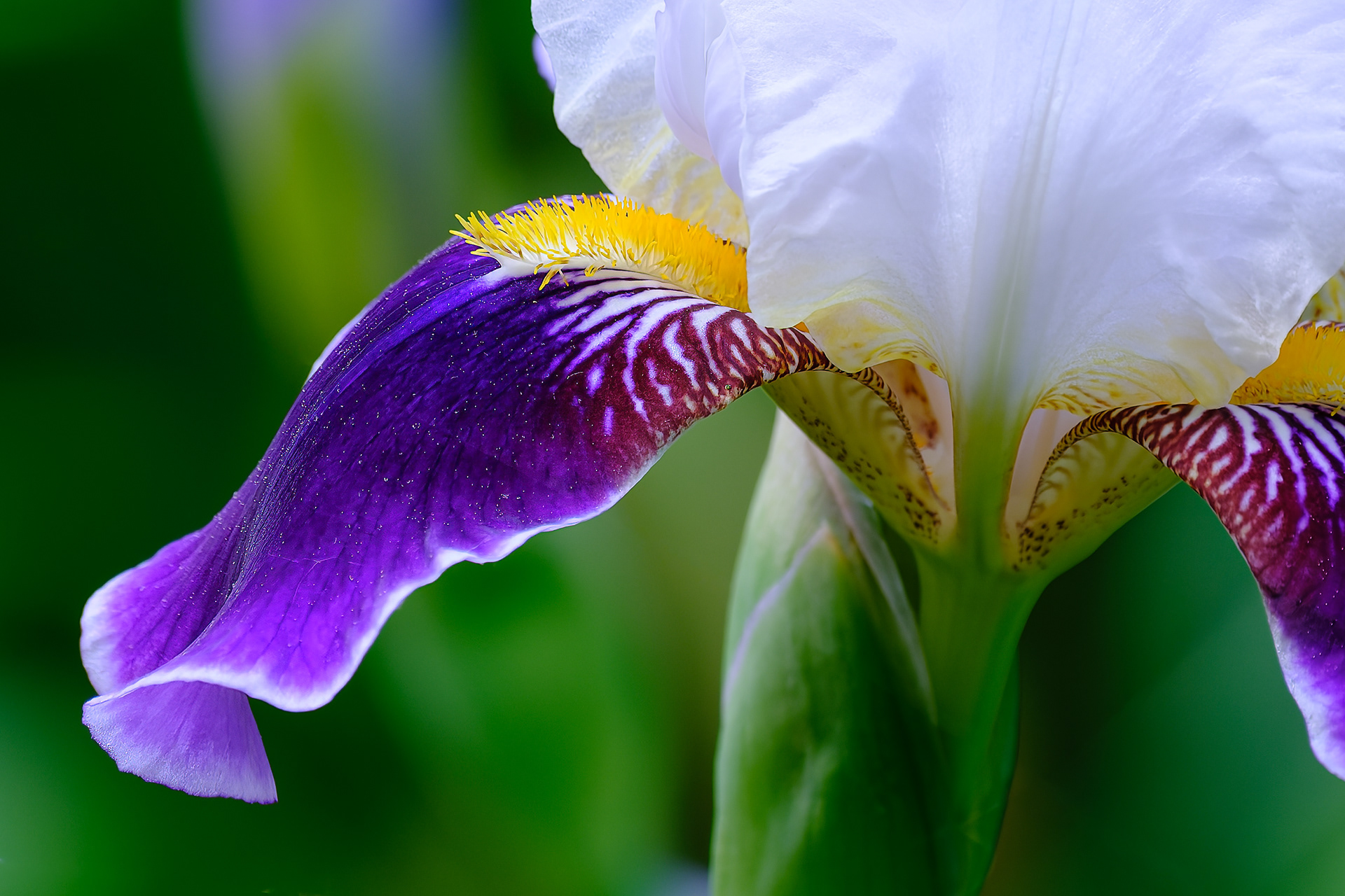 260528-527 Iris x hybrida