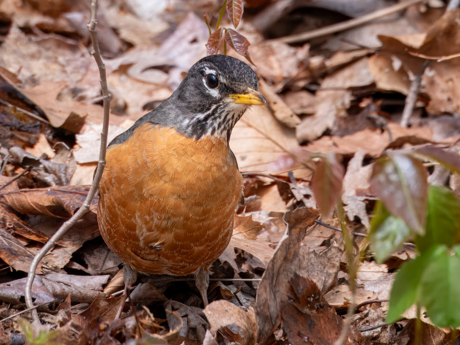 19507176 Robin on Patrol