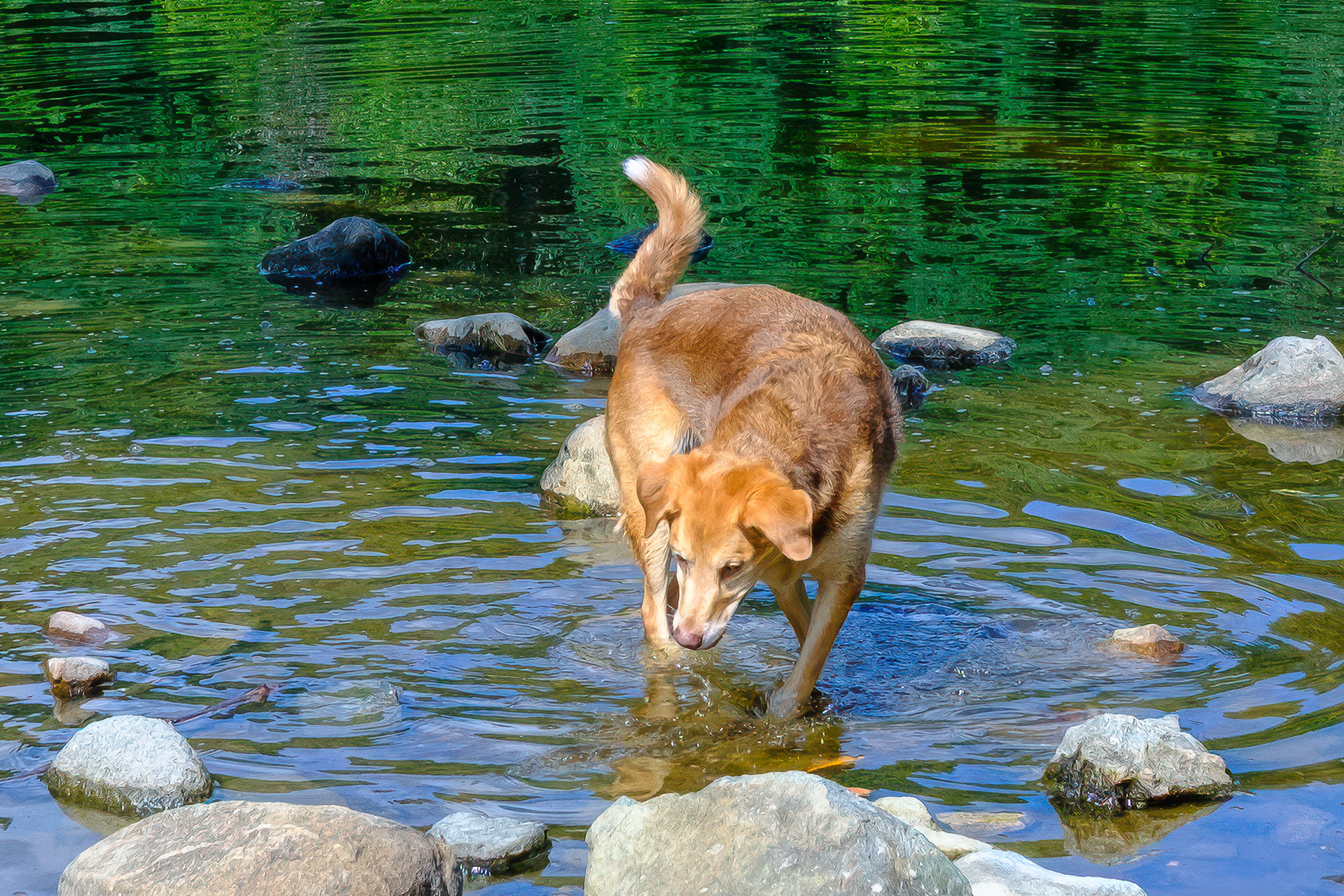 250914-877 Domestic Dog (Canis familiaris)
