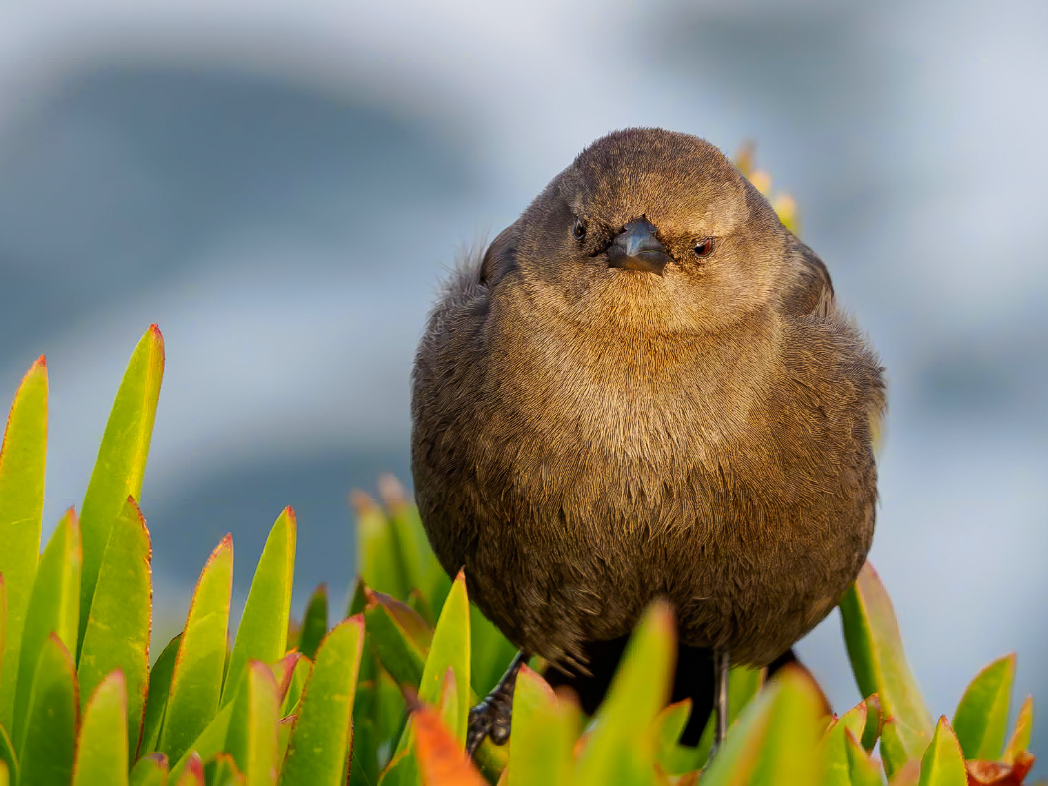 18126274 Right Back Atcha