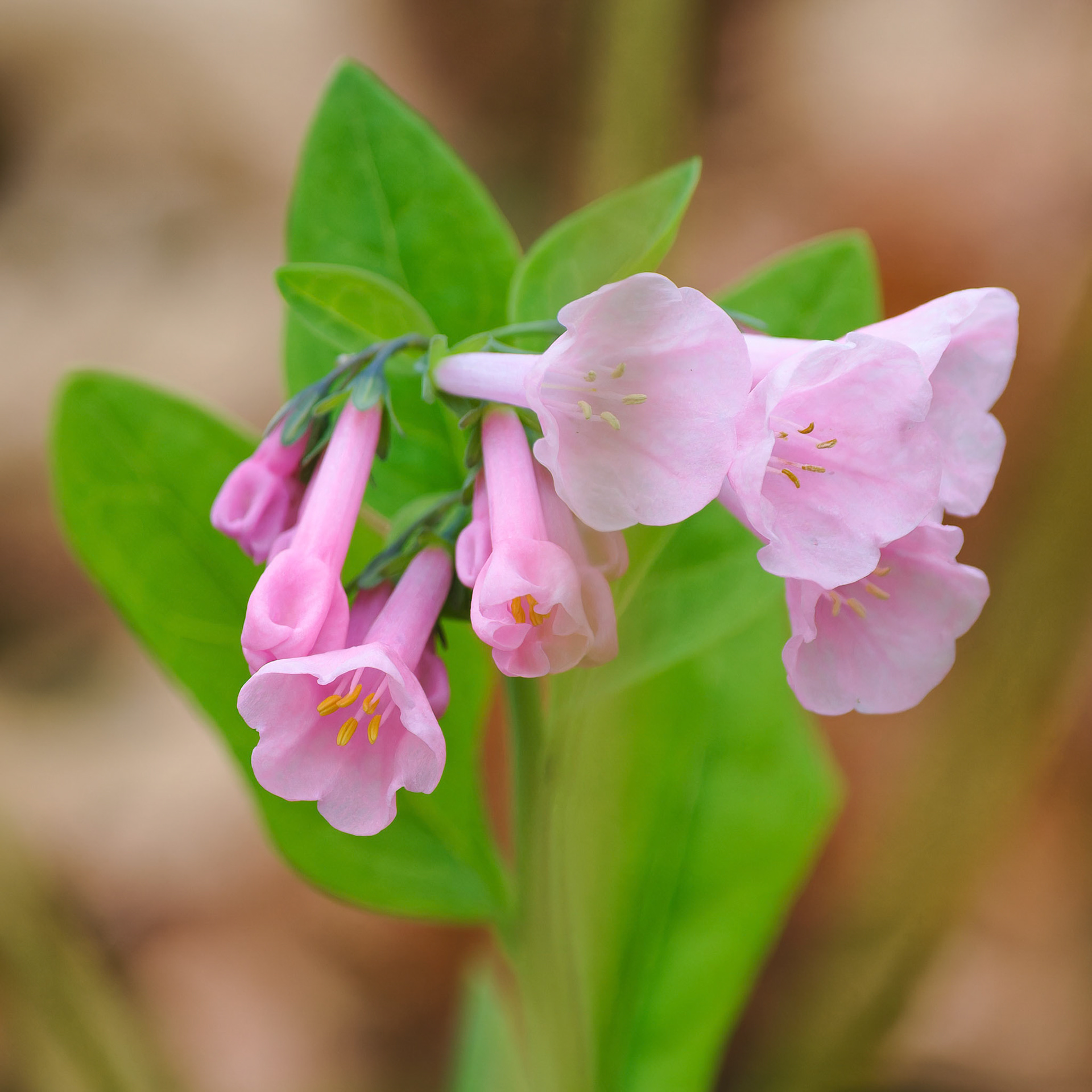 250427-758 Virginia Bluebells (Mertensia virginica)