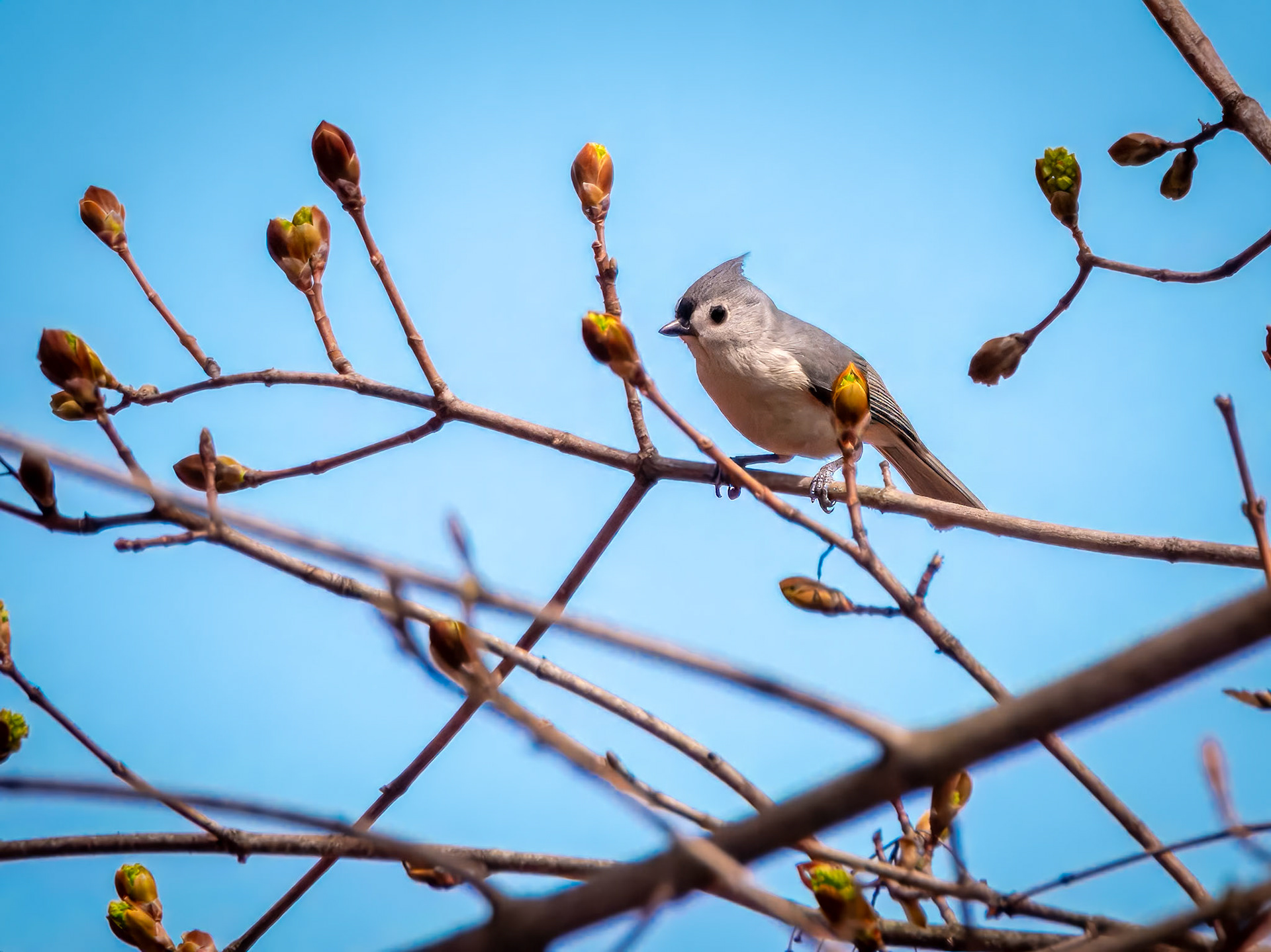 17415006 Tufted Titmouse Among New Buds