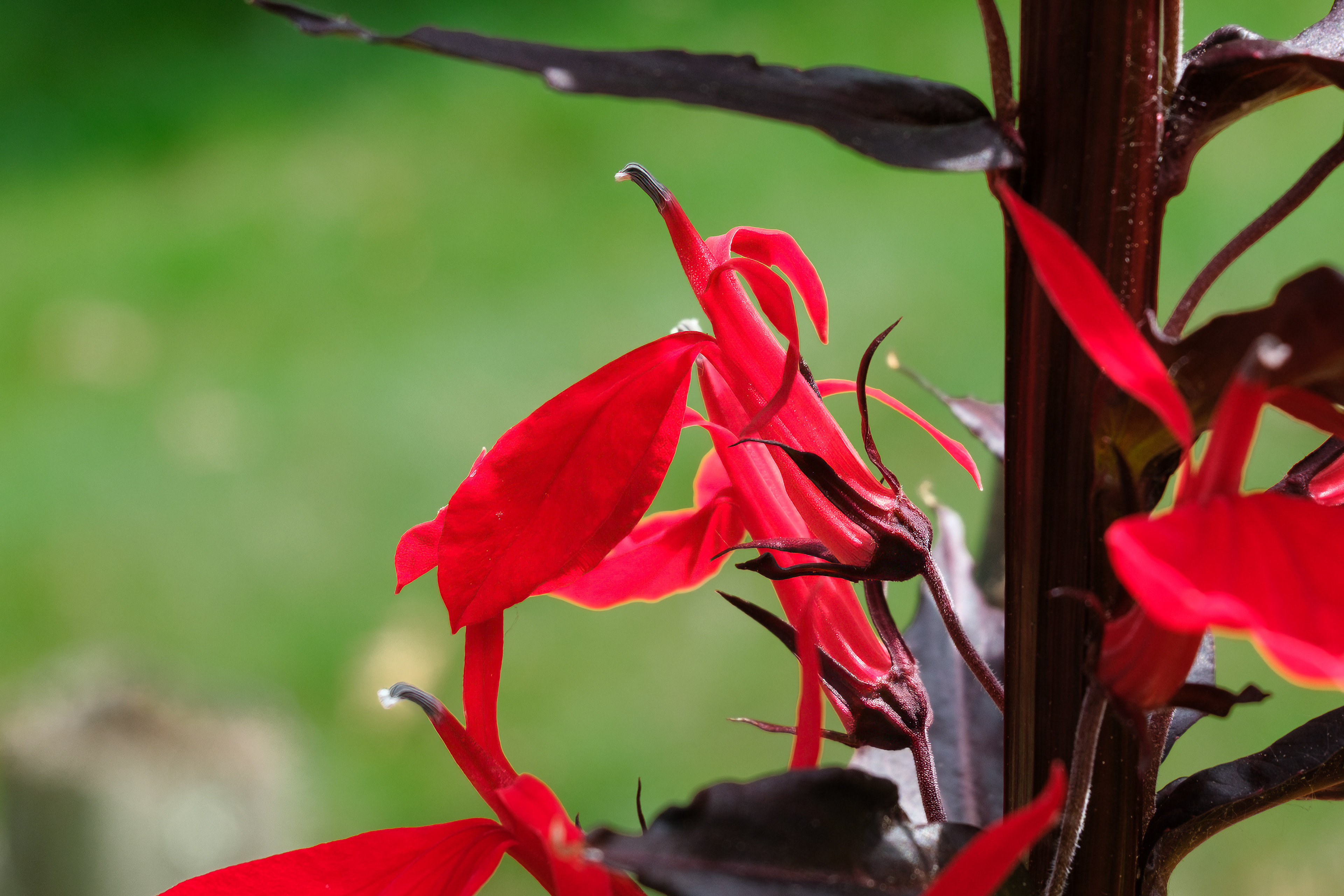 250615-692 Cardinal Flower (Lobelia cardinalis)