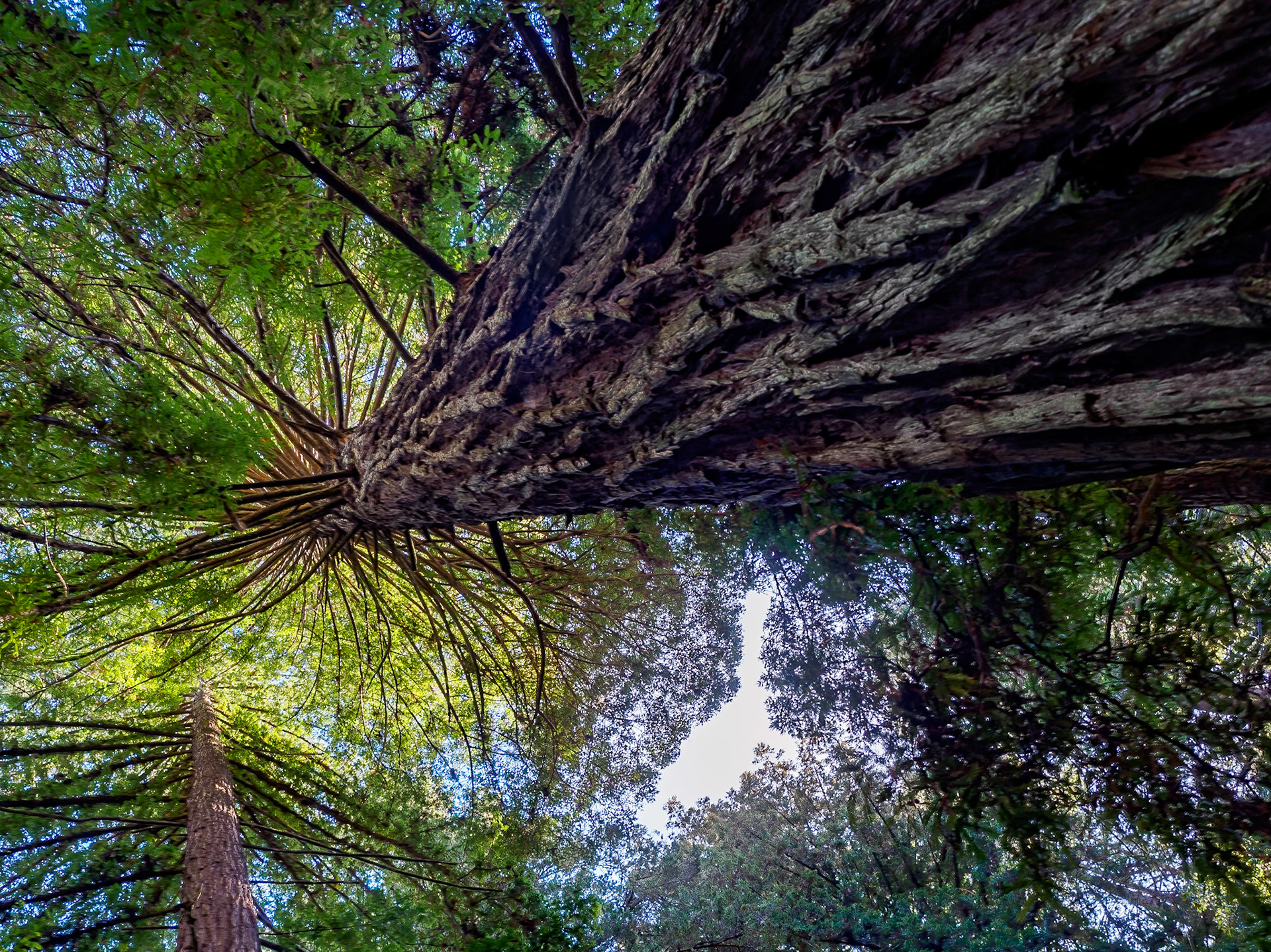 18126184 Branches in the Clouds