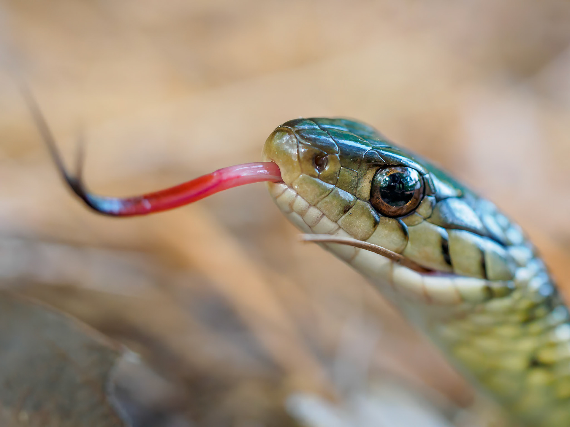 17925029 Forked Denizen