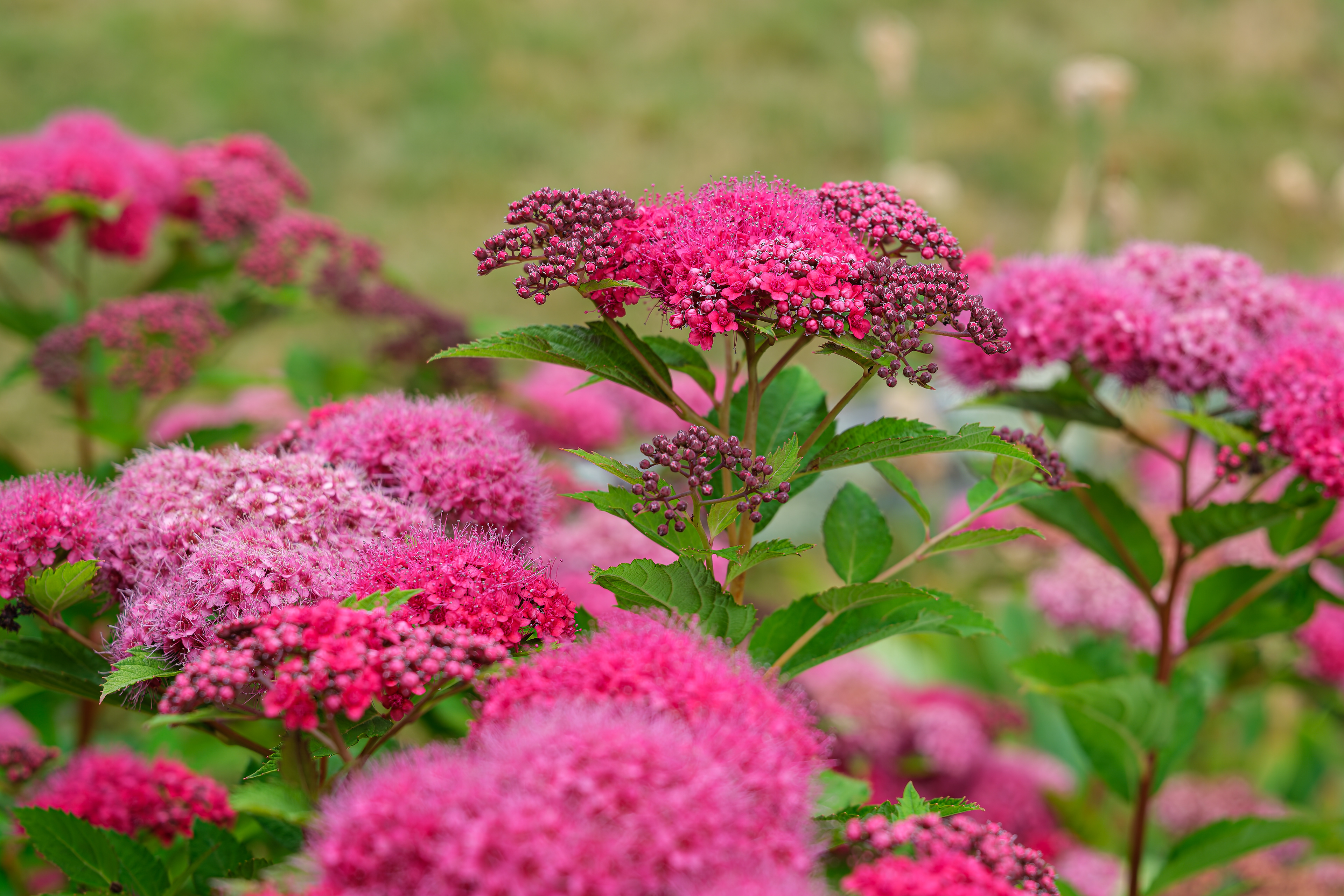 260618-632 Japanese Spirea (Spiraea japonica)