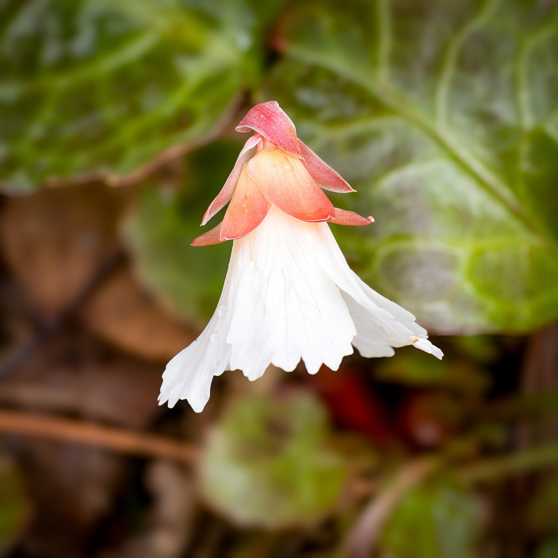 24413-032 Oconee Bells (Shortia galacifolia)